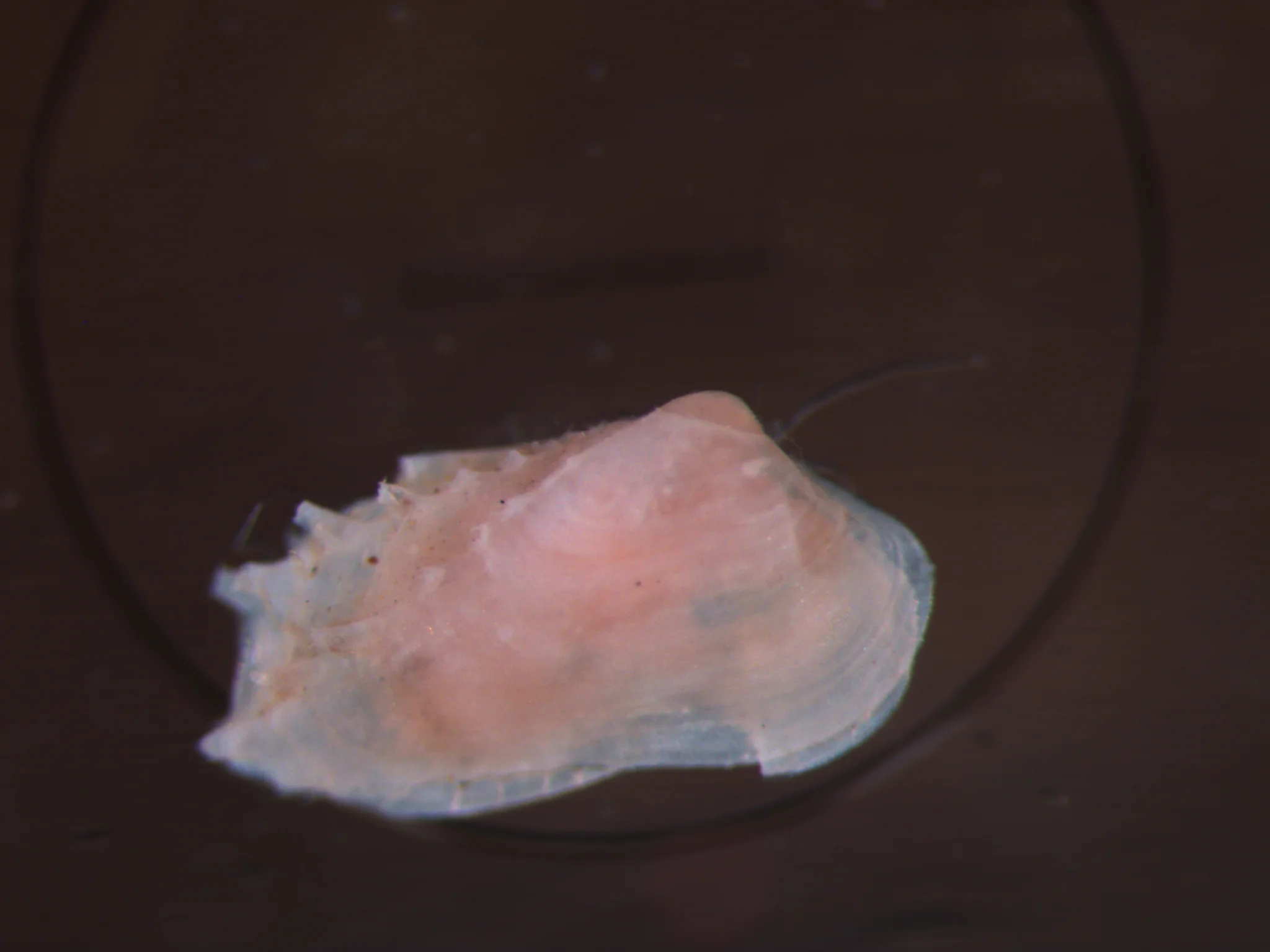 Hialella arctica