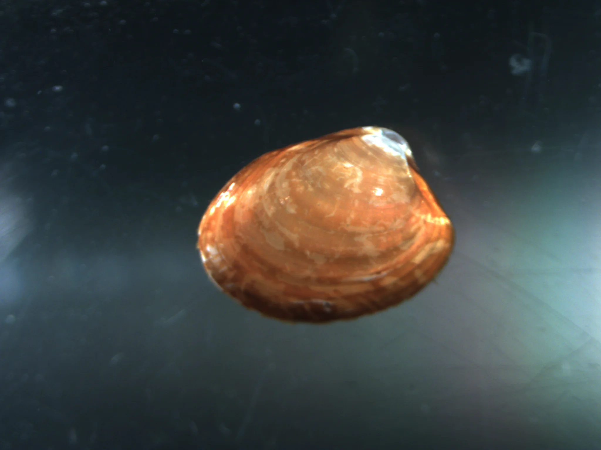Kurtiella bidentata