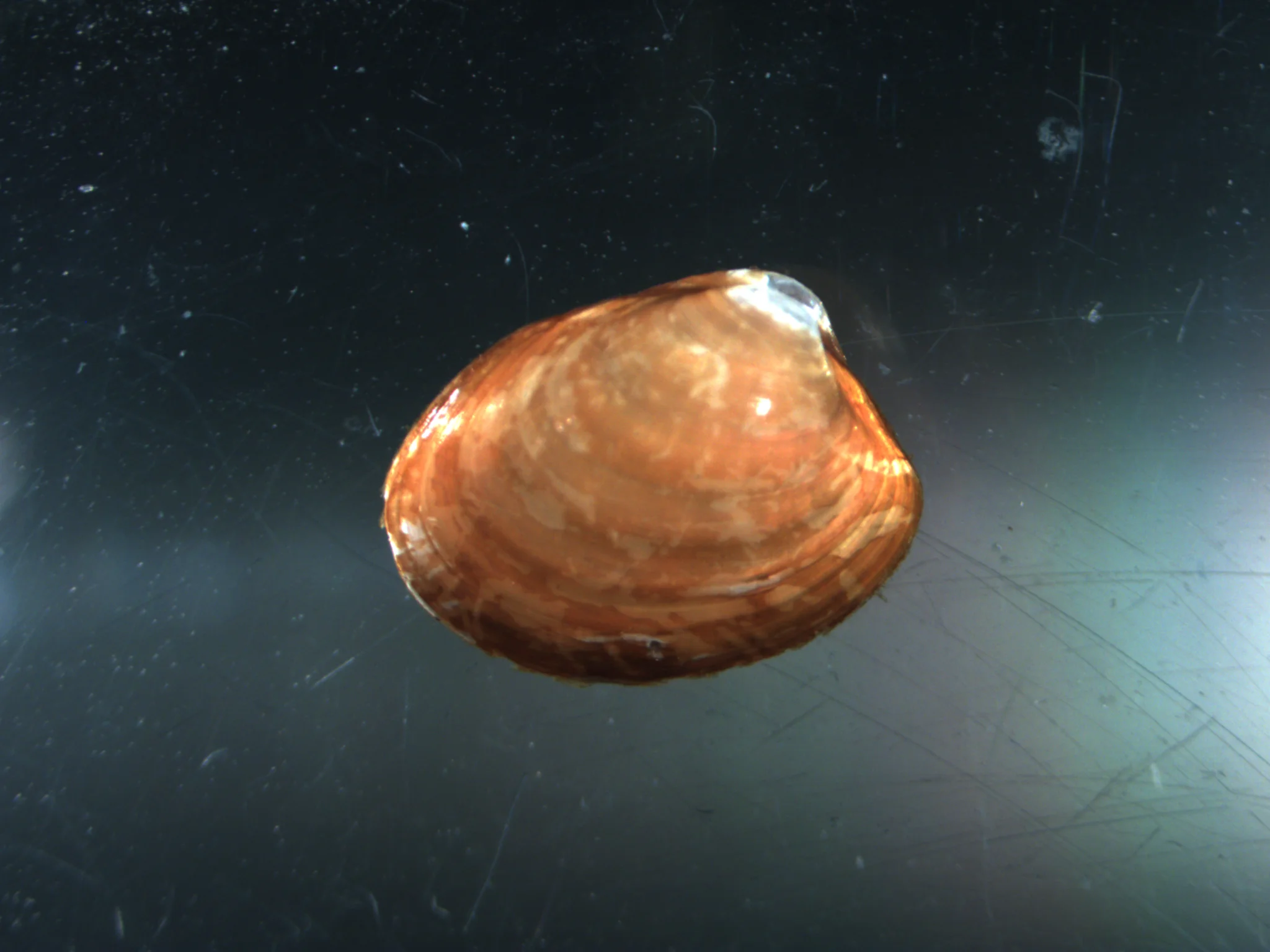 Kurtiella bidentata