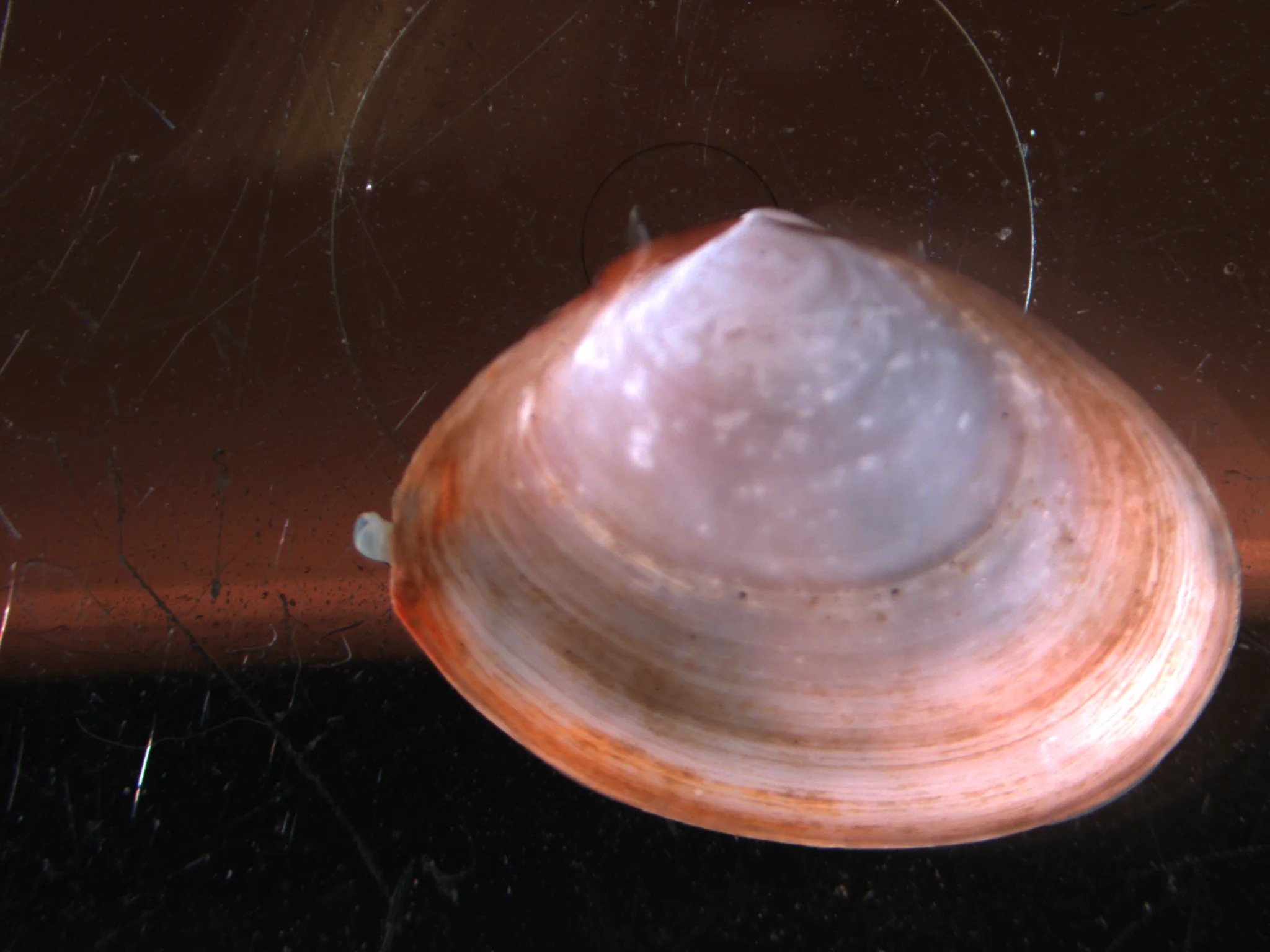 Macoma calcaria
