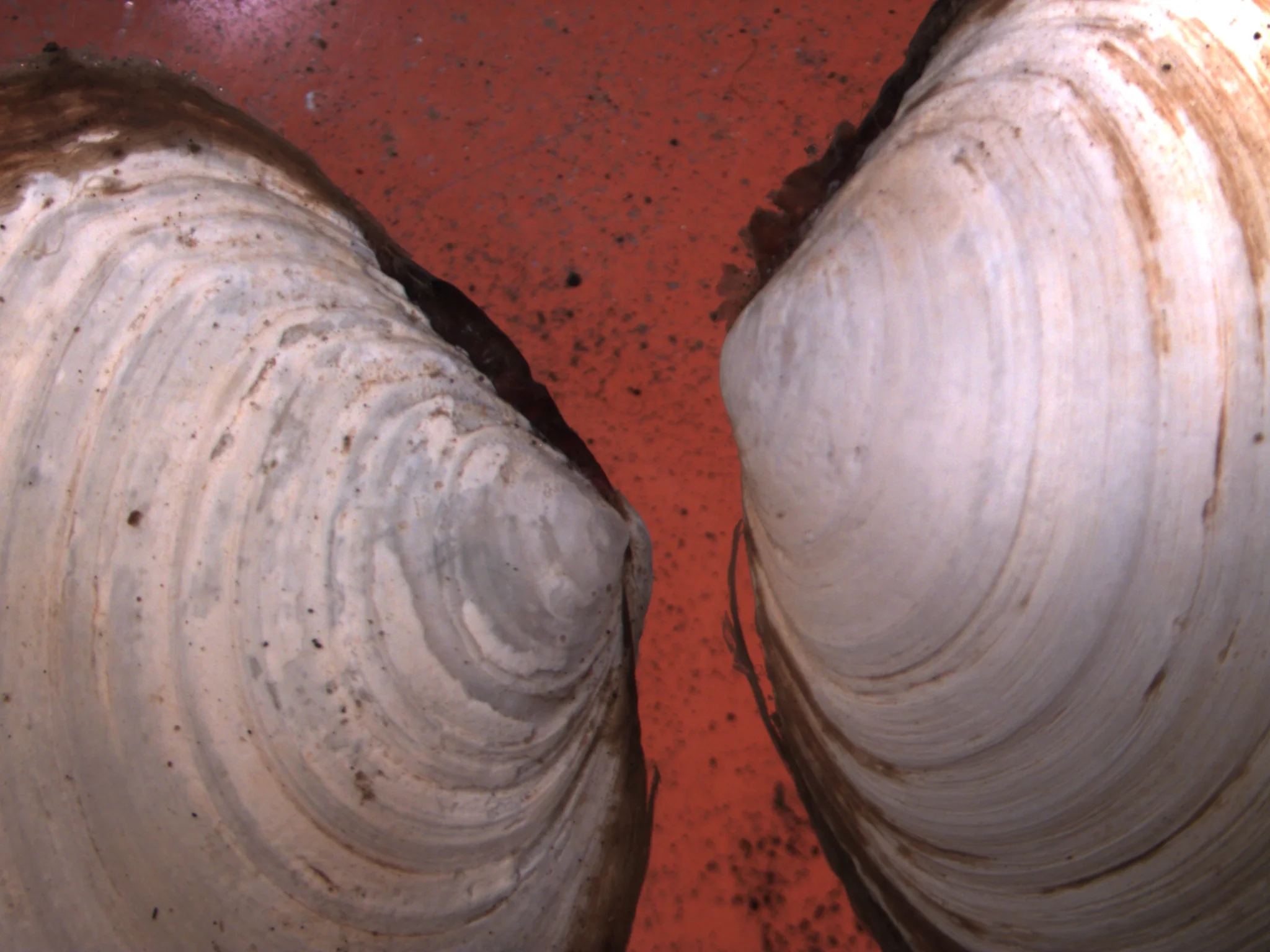 Macoma calcaria