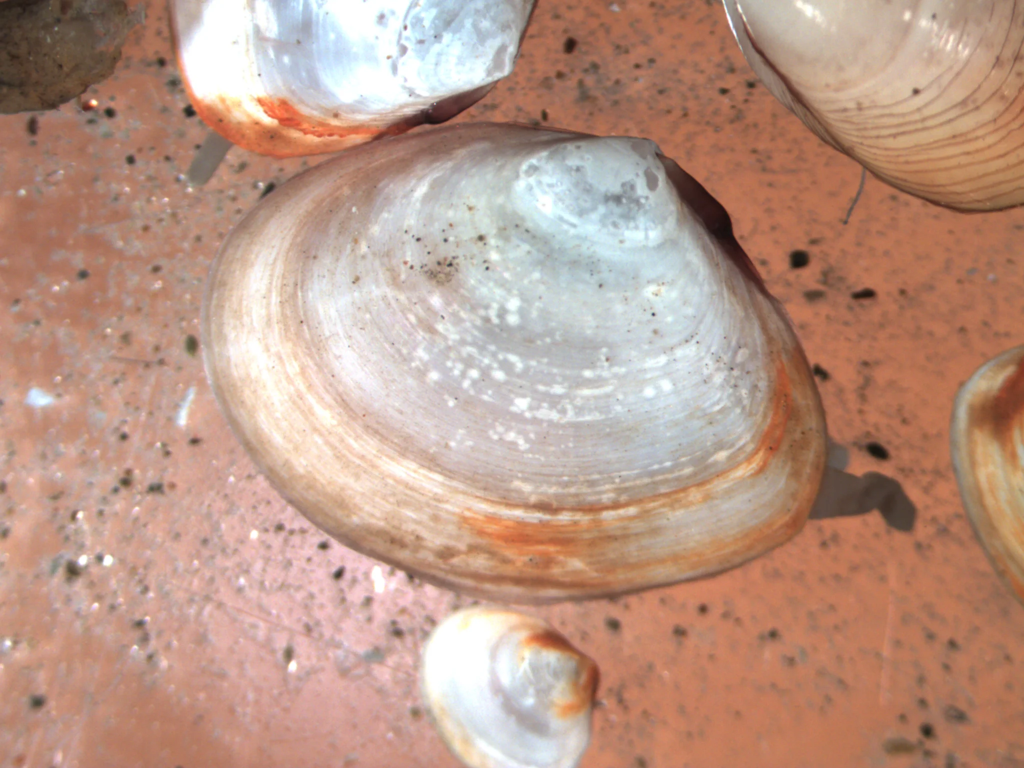 Macoma calcaria
