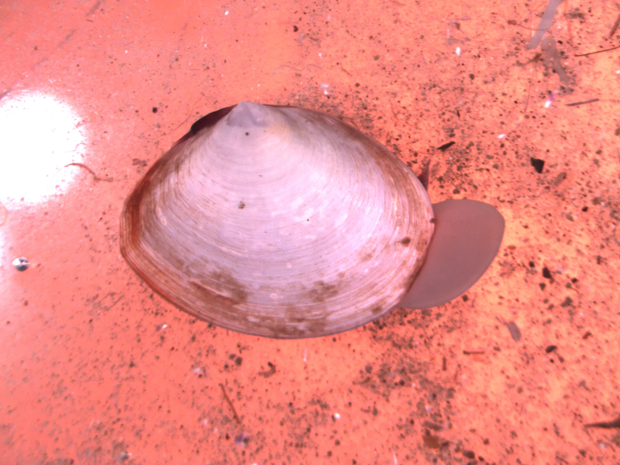 Macoma calcaria