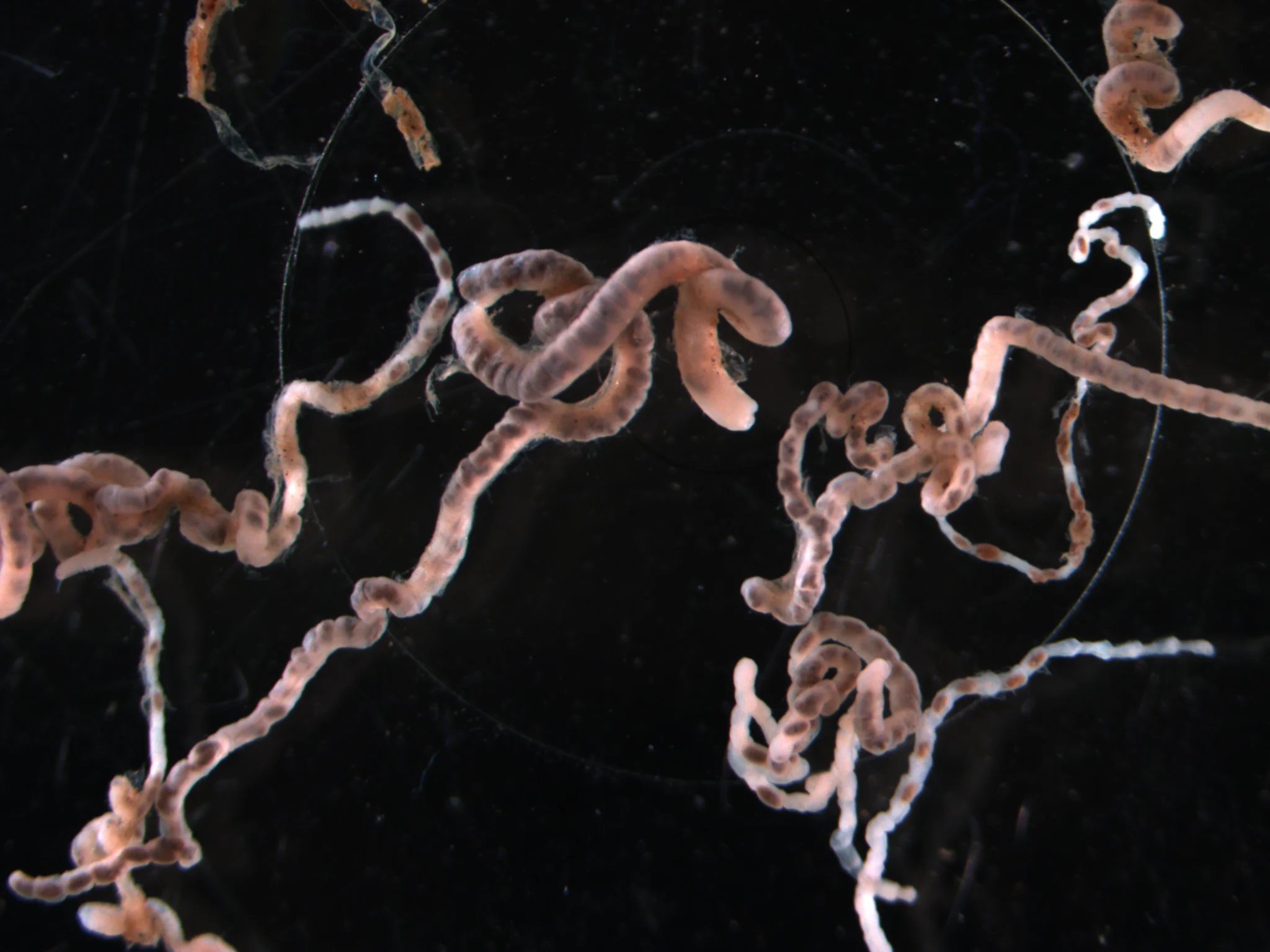 Mediomastus fragilis
