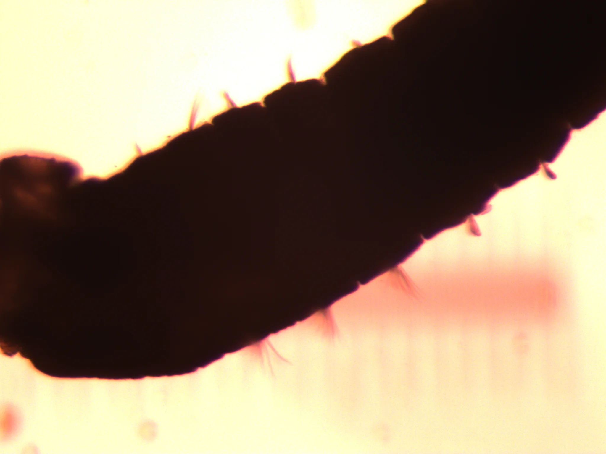 Mediomastus fragilis