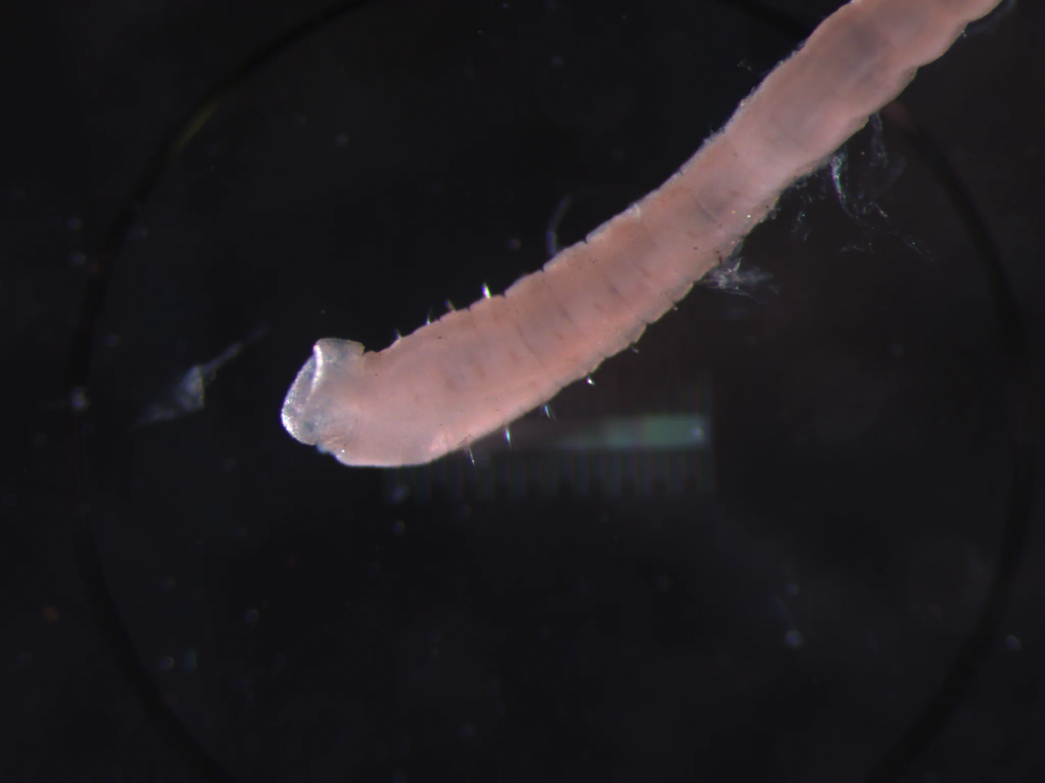 Mediomastus fragilis