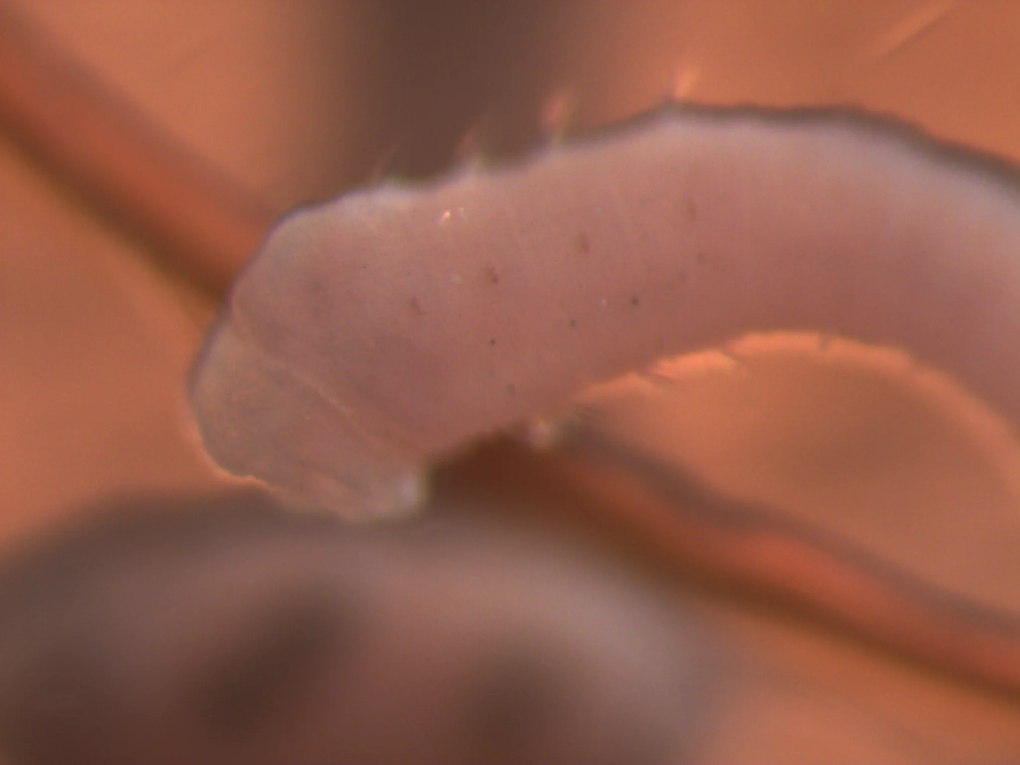 Mediomastus fragilis
