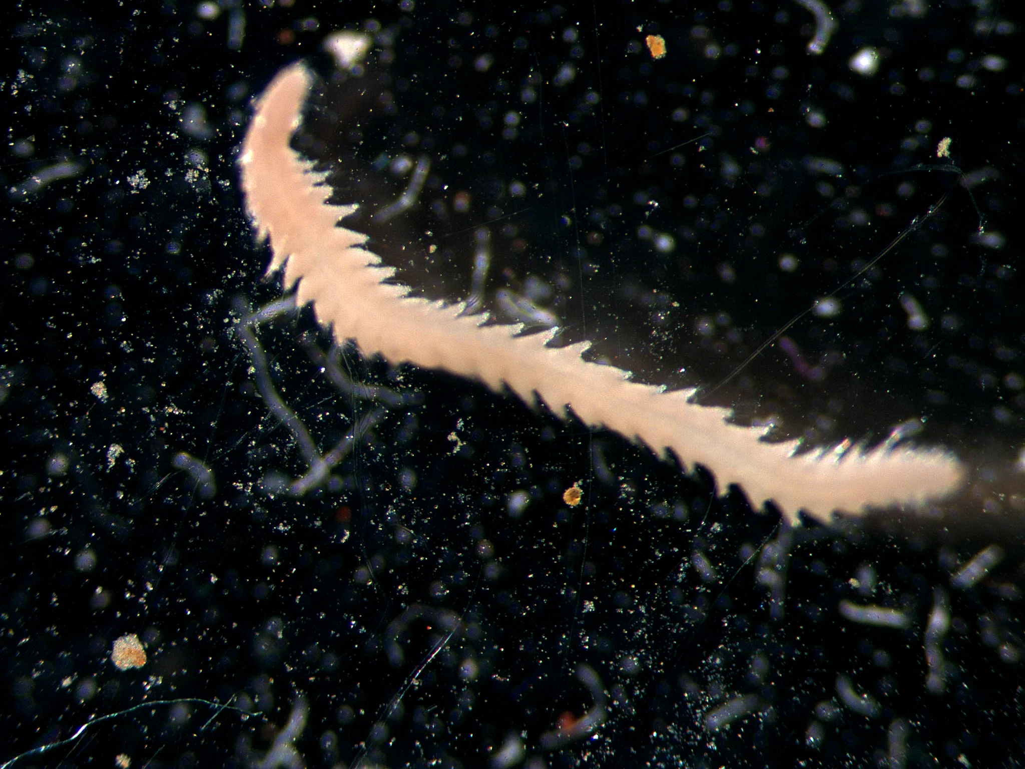 Microphthalmus aberrans