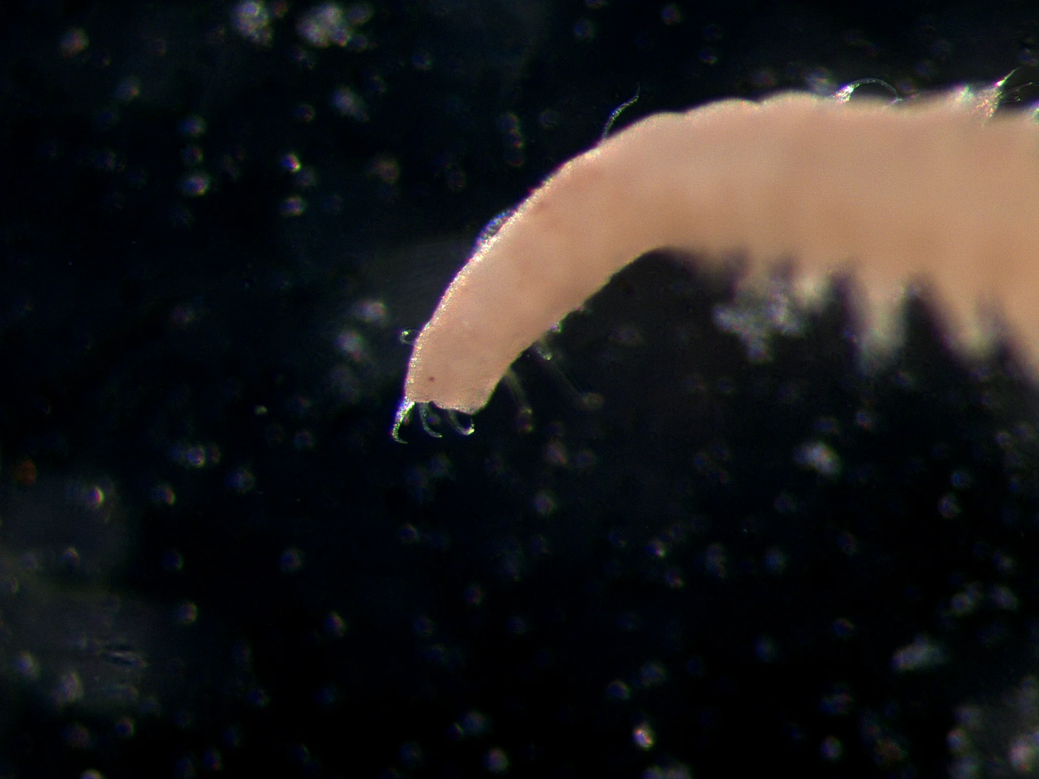 Microphthalmus aberrans
