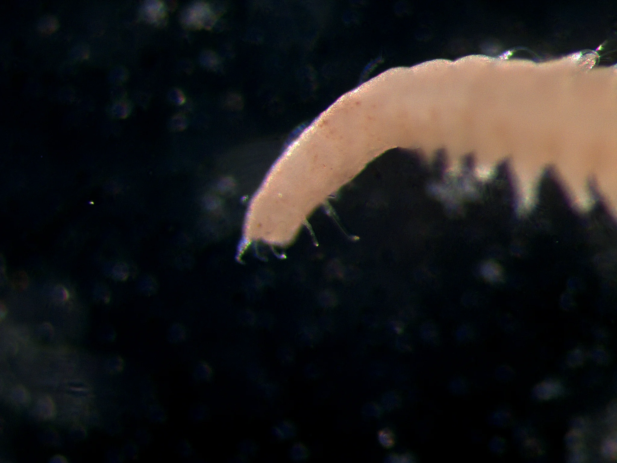 Microphthalmus aberrans