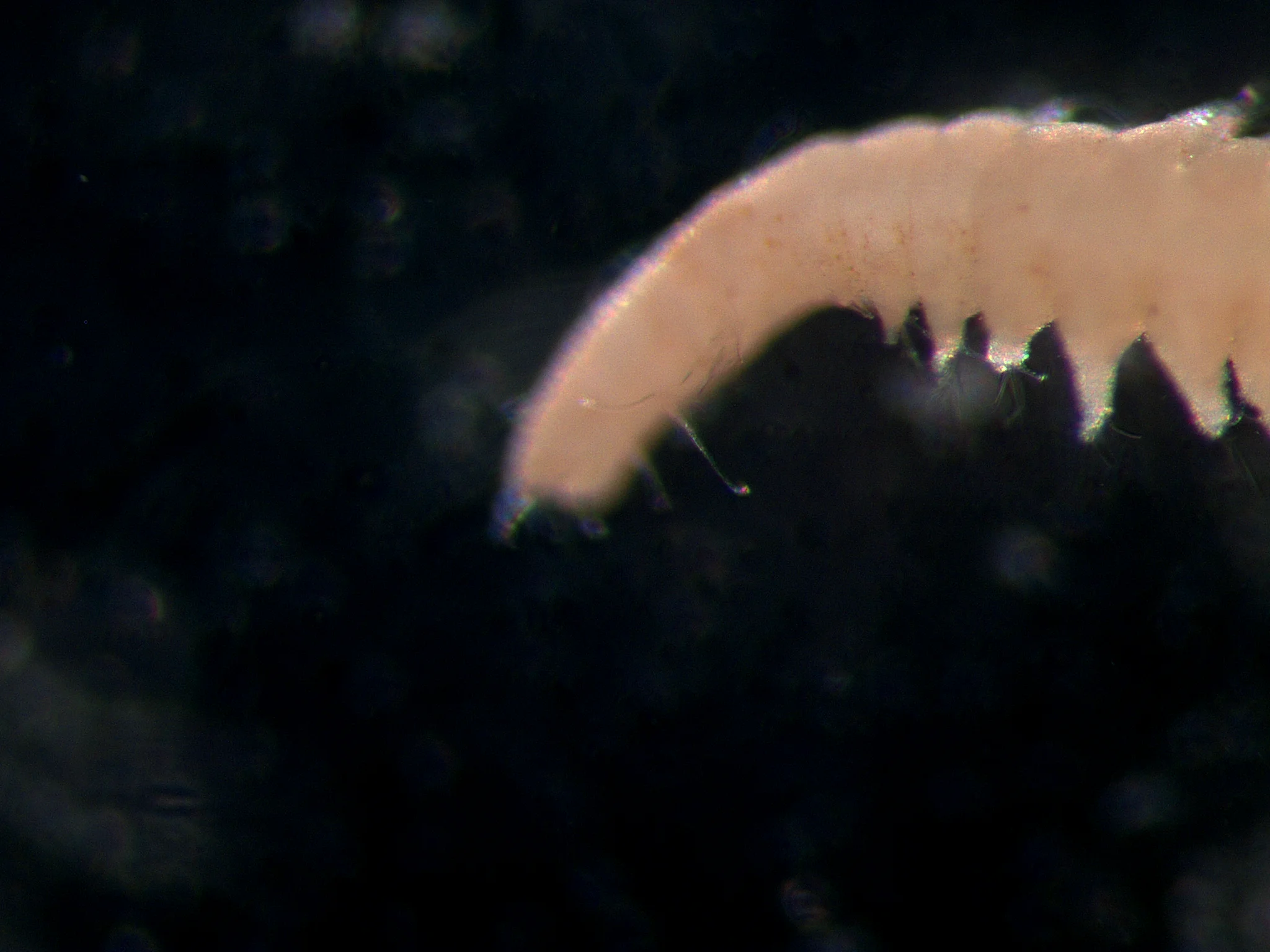 Microphthalmus aberrans