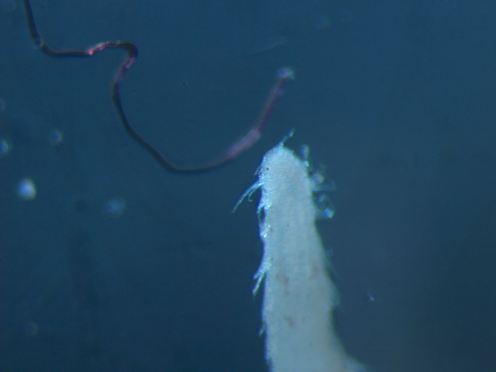 Microphthalmus aberrans
