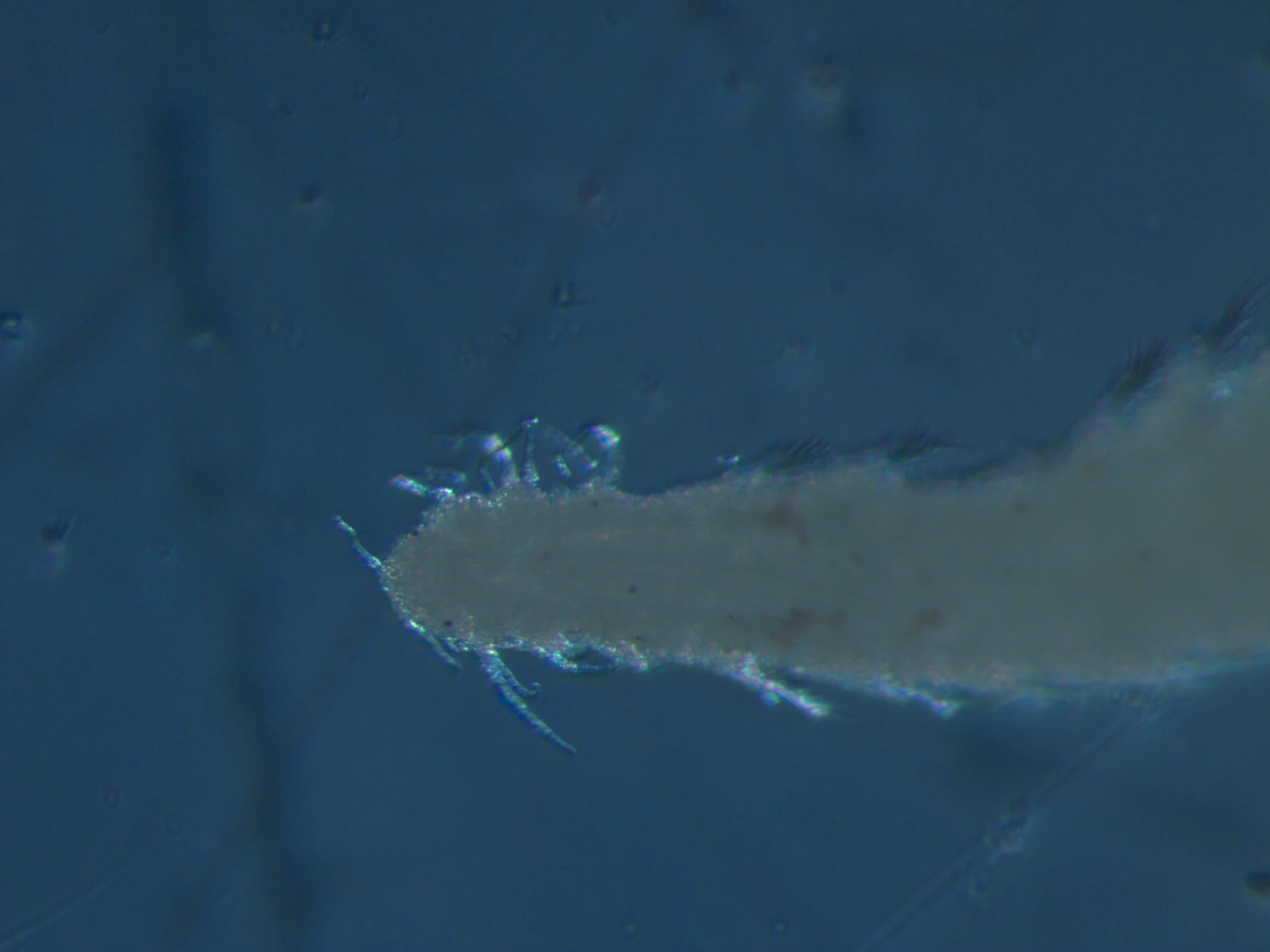 Microphthalmus aberrans