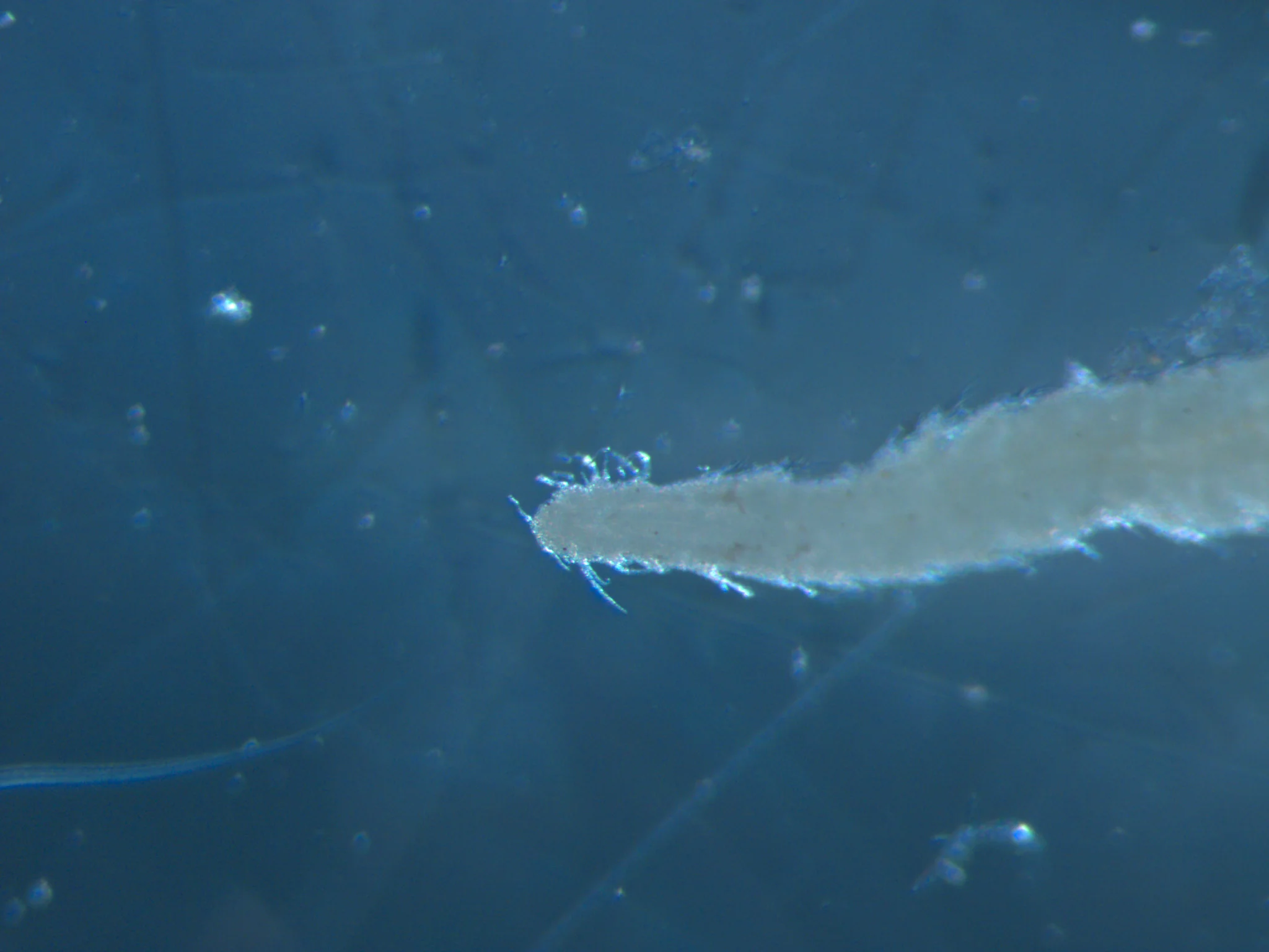 Microphthalmus aberrans