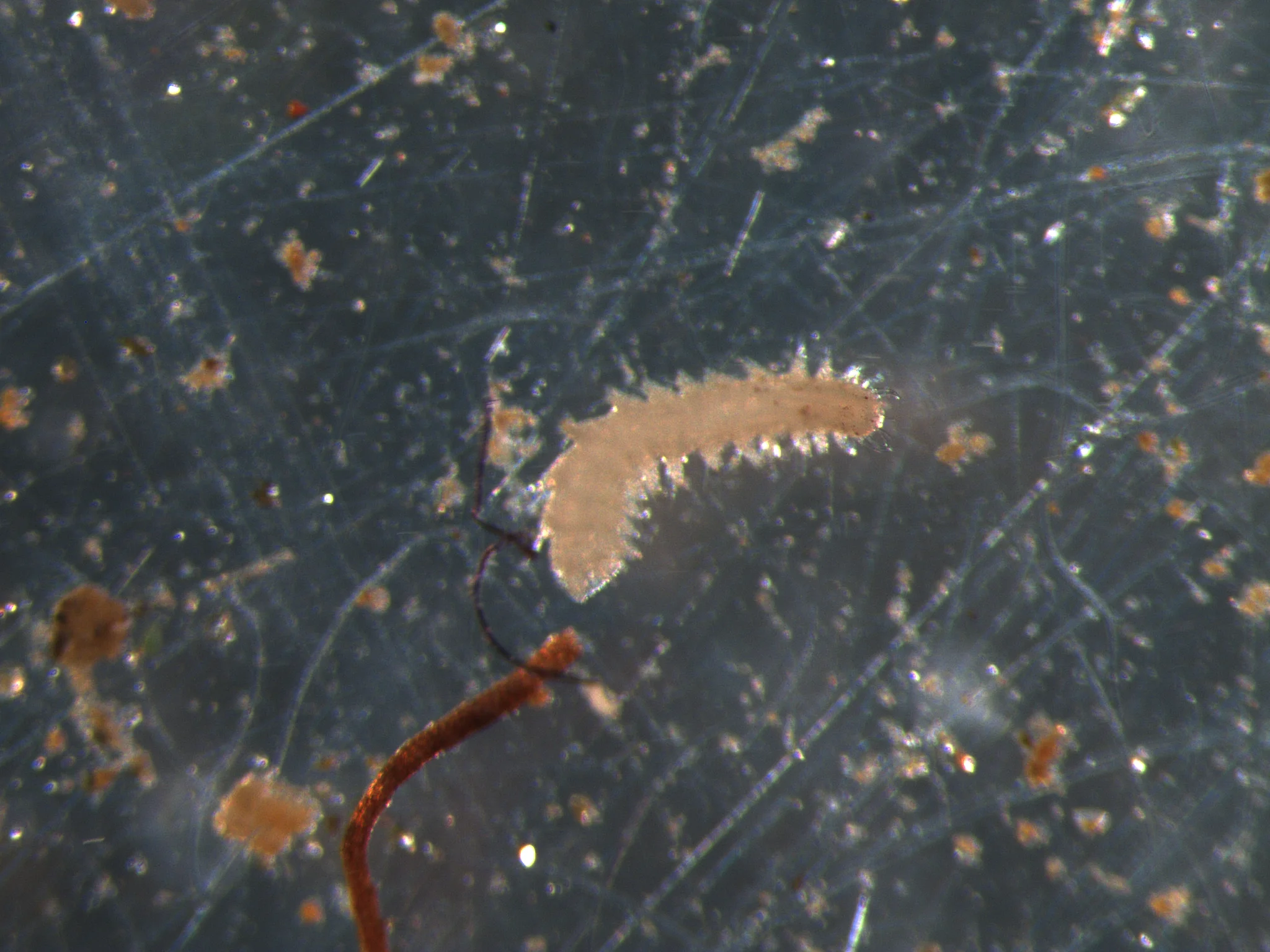 Microphthalmus aberrans