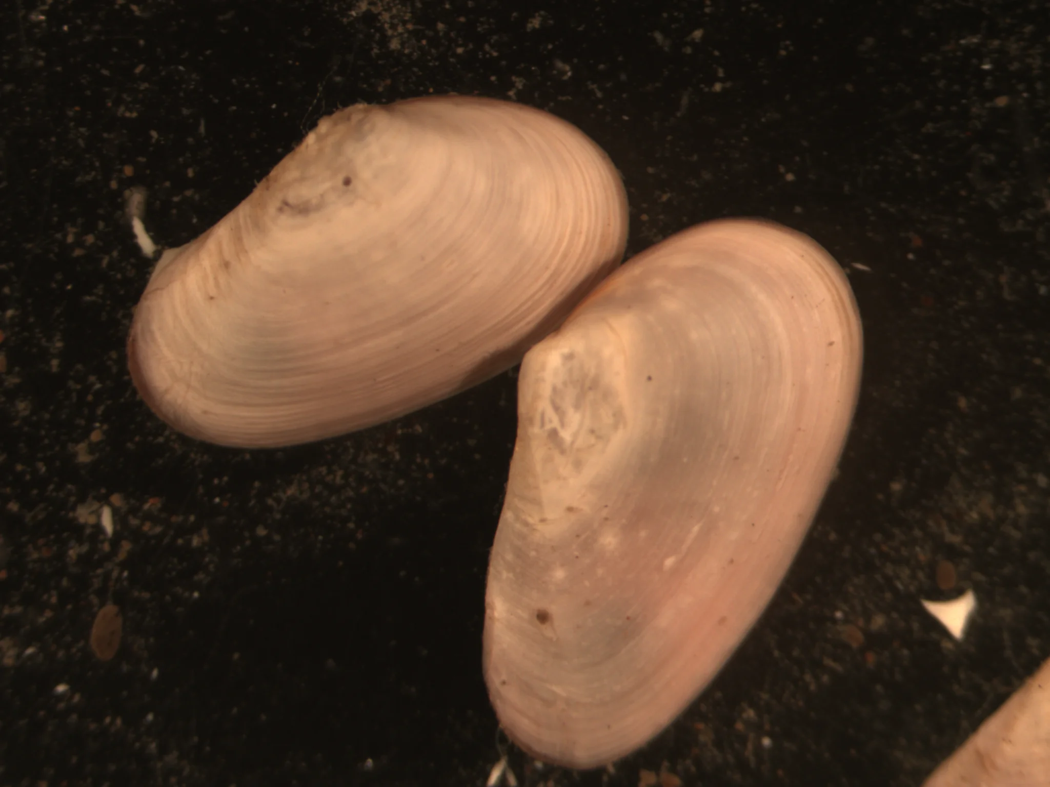 Mya arenaria