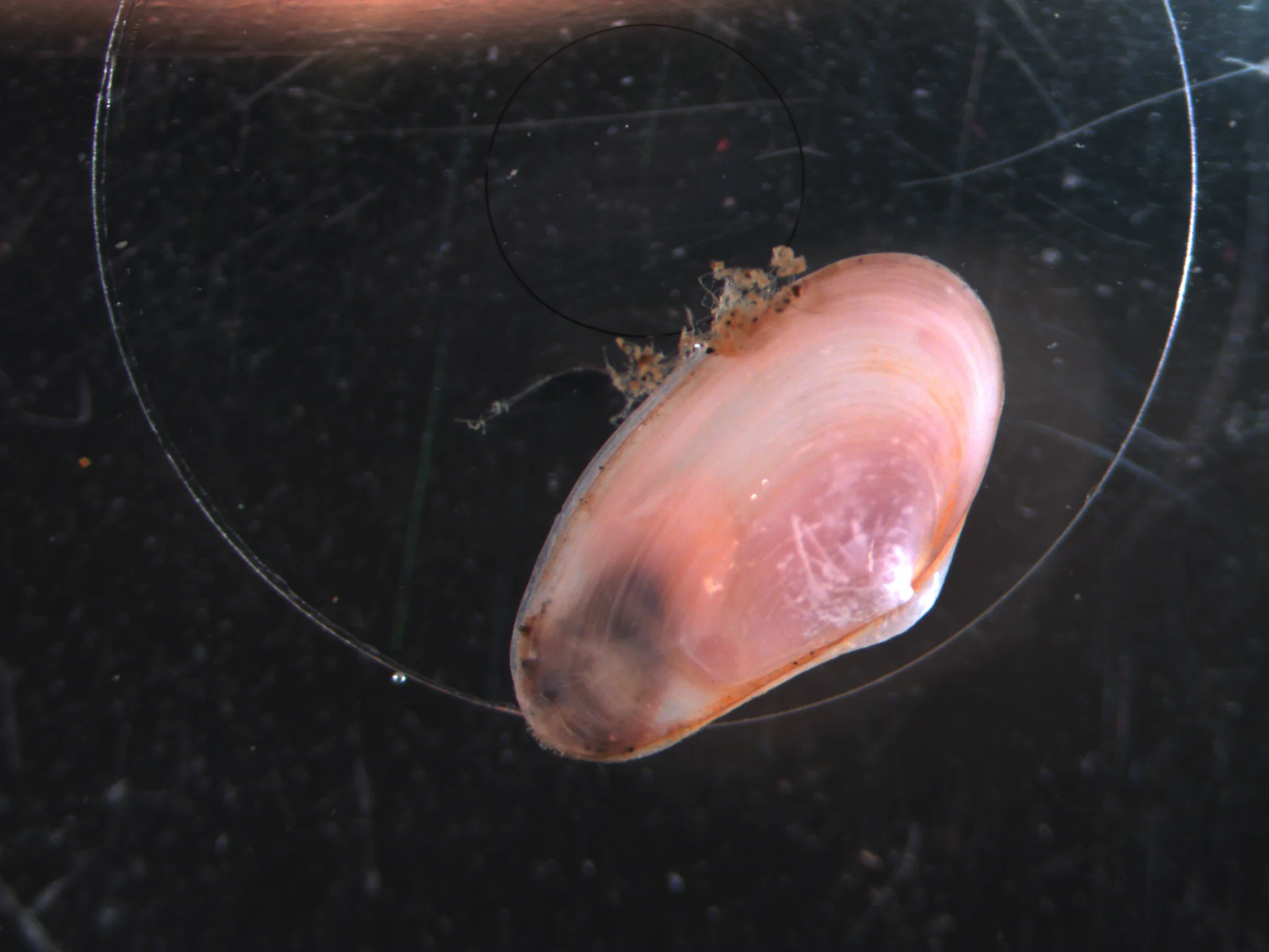 Mya arenaria