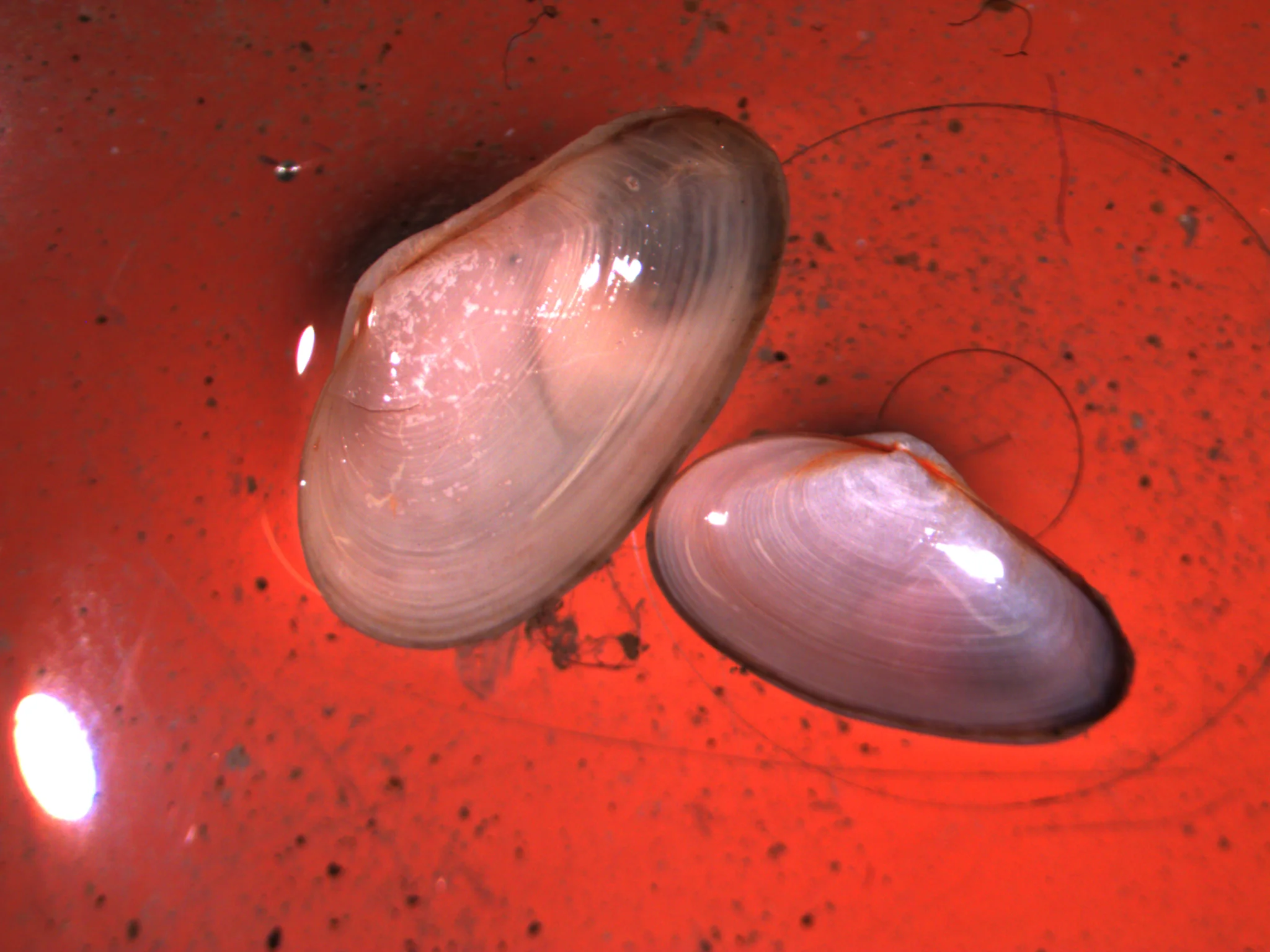 Mya arenaria