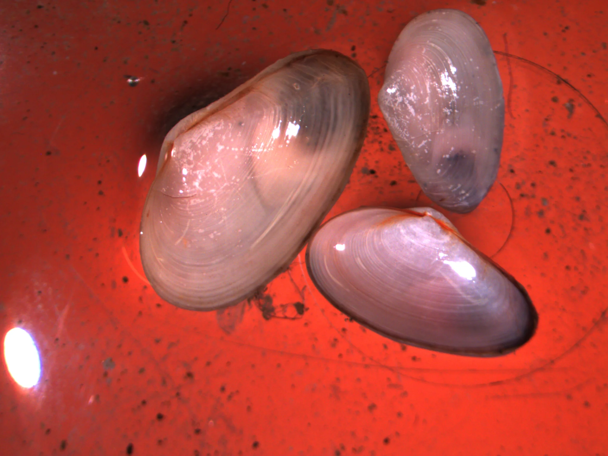 Mya arenaria