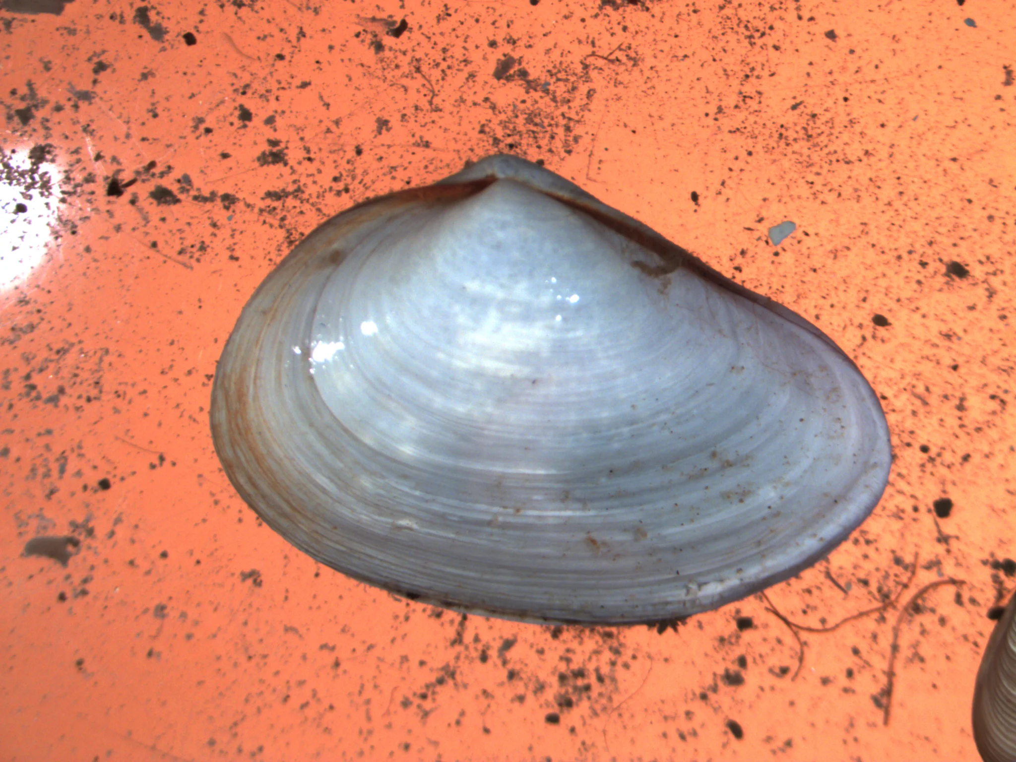 Mya arenaria