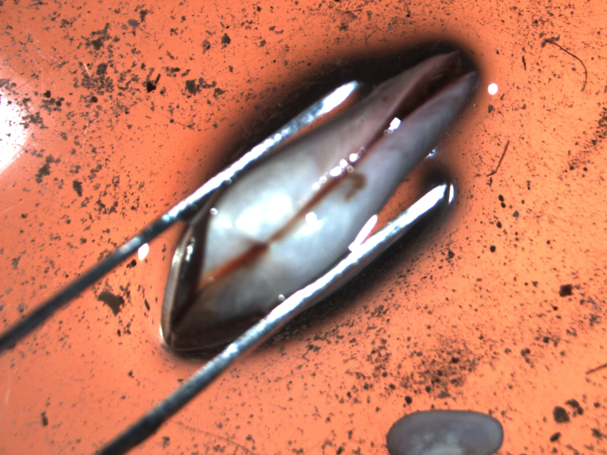Mya arenaria