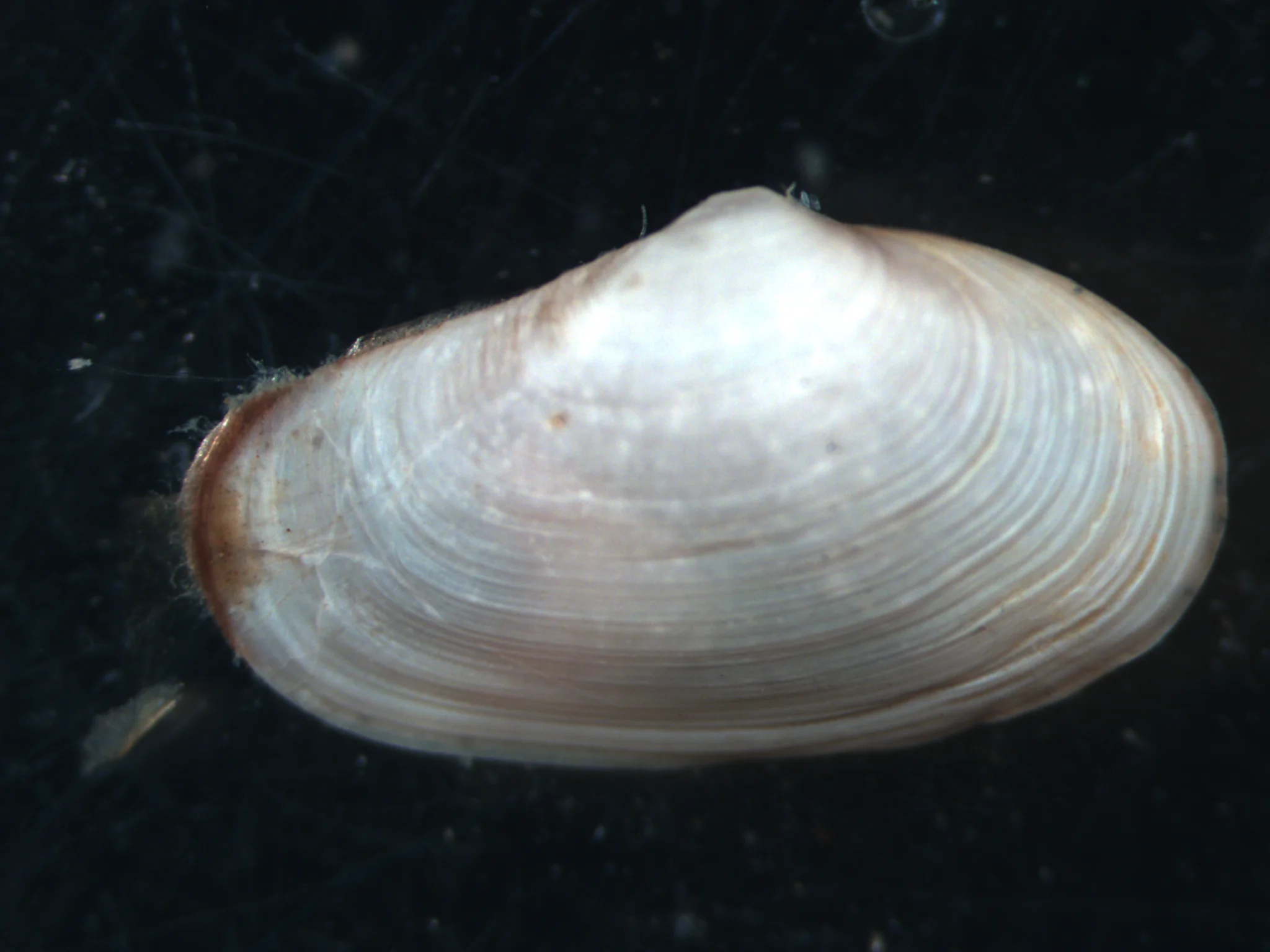 Mya arenaria
