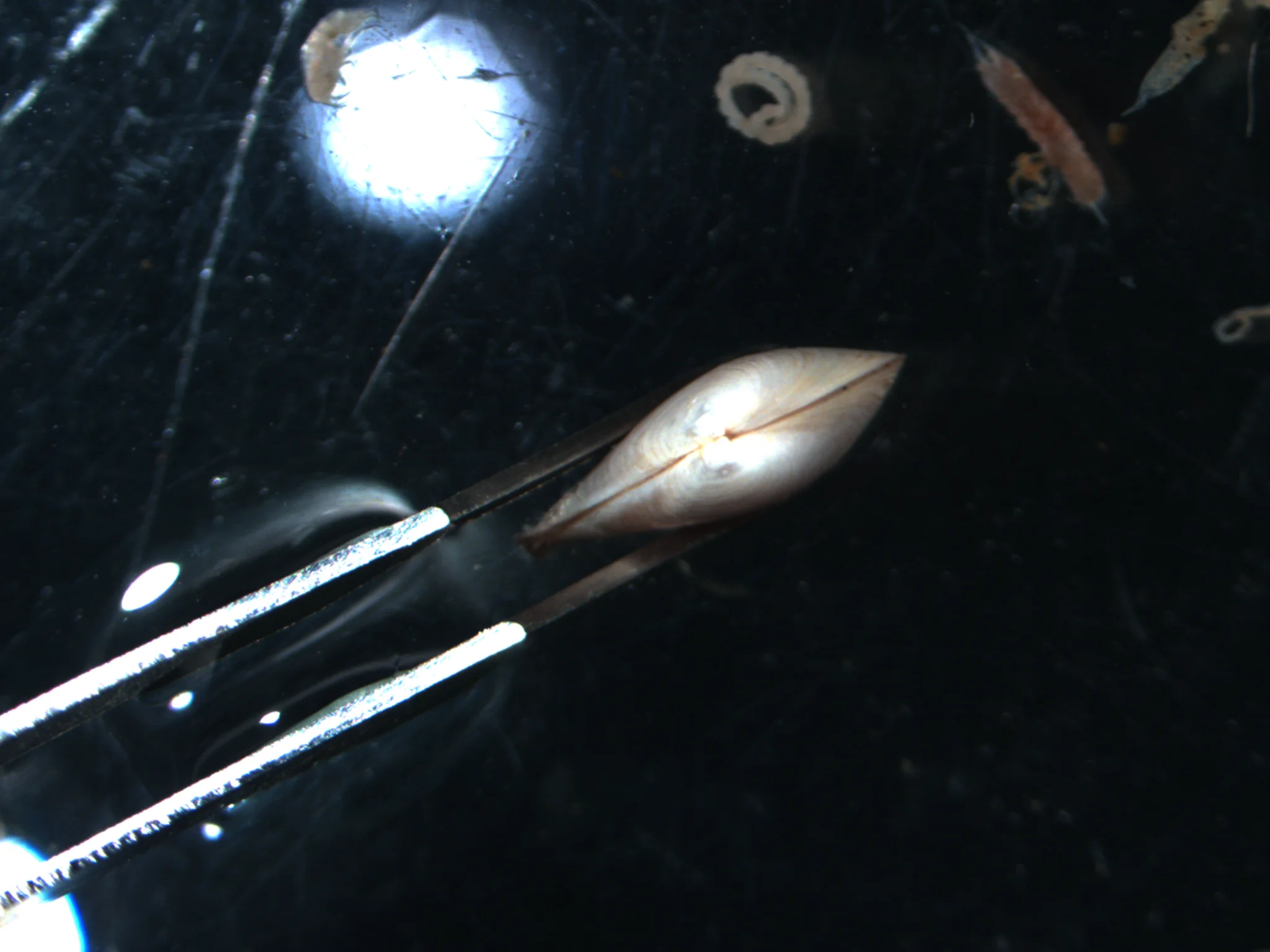 Mya arenaria