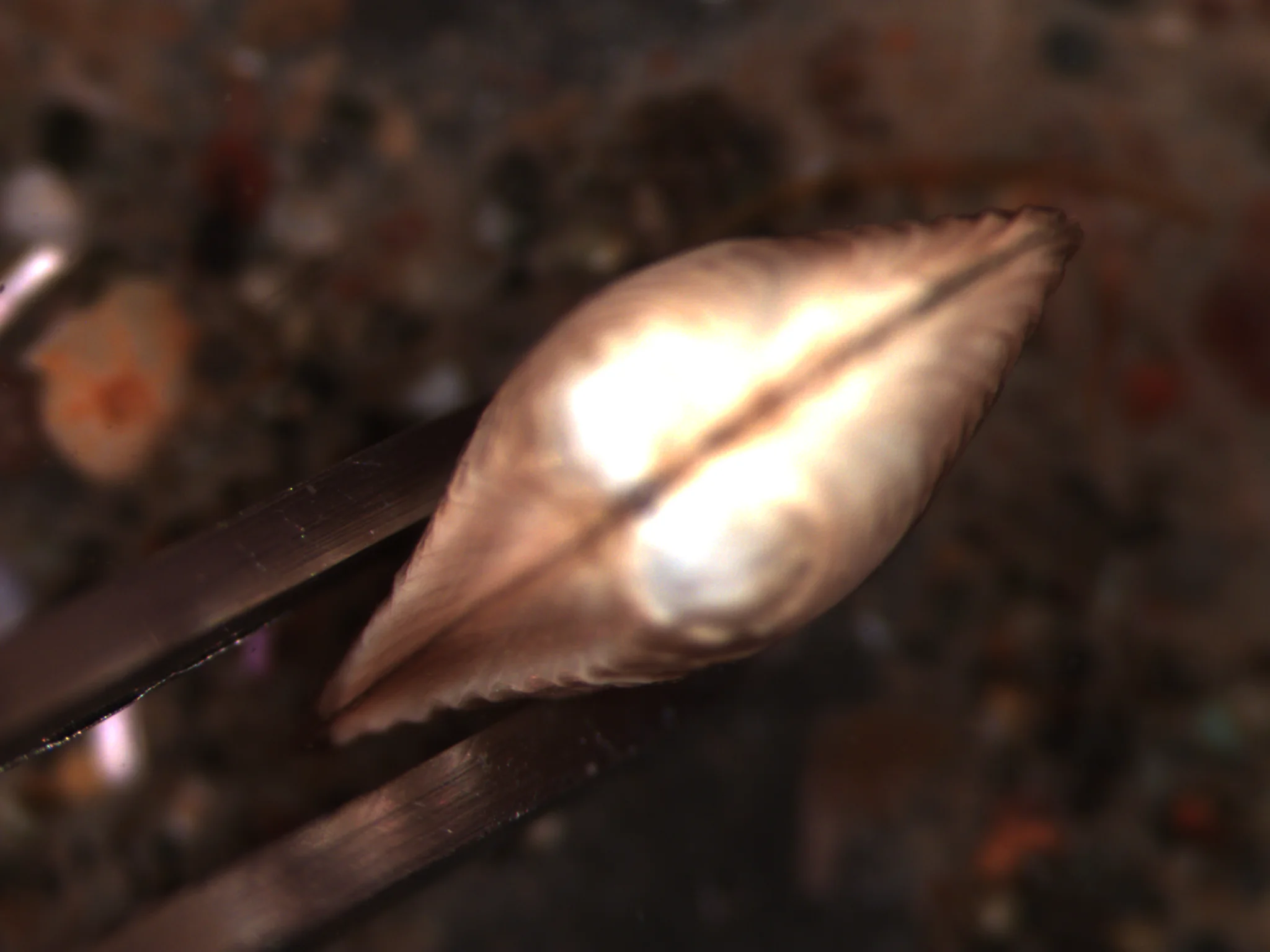 Nuculana minuta