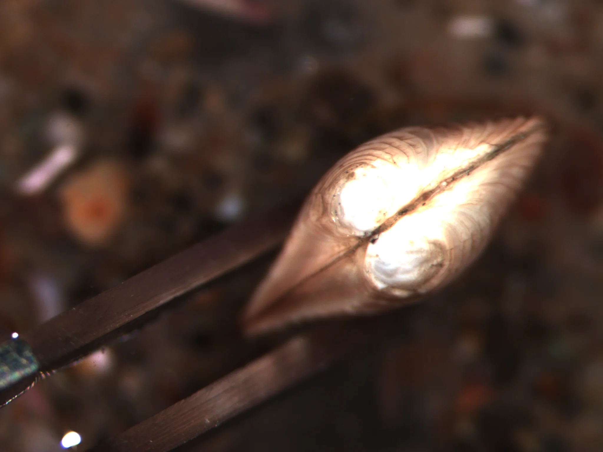 Nuculana minuta