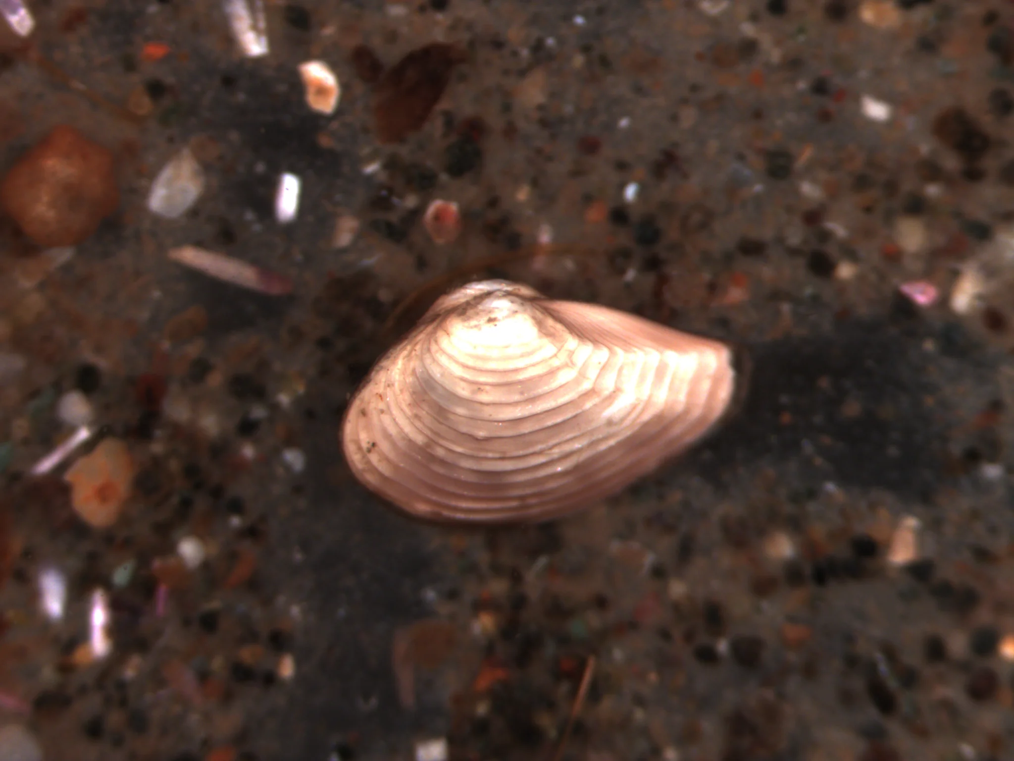 Nuculana minuta