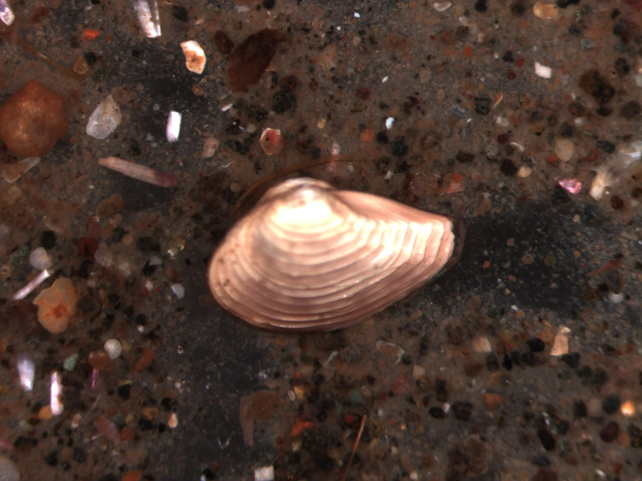 Nuculana minuta