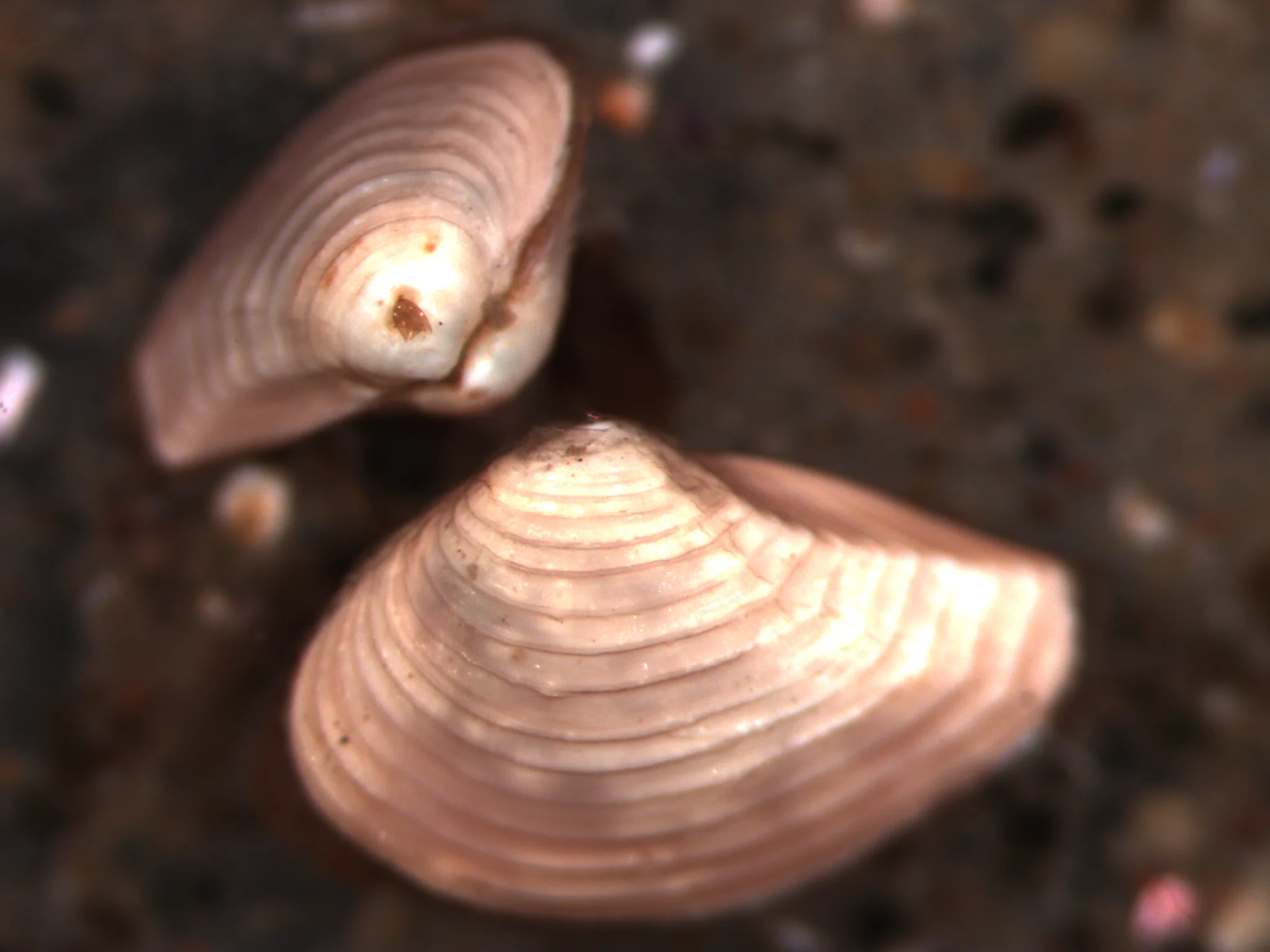 Nuculana minuta