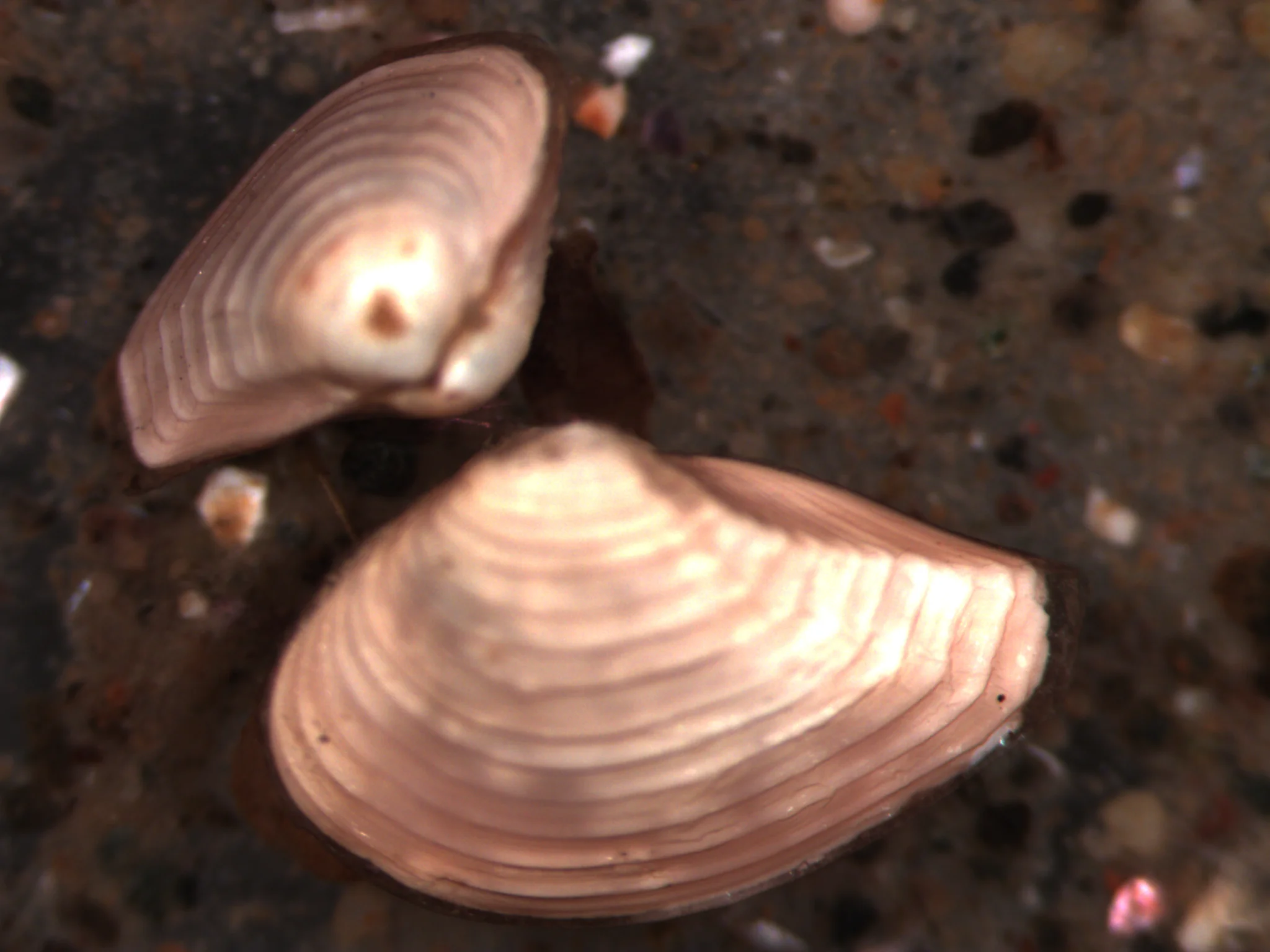 Nuculana minuta