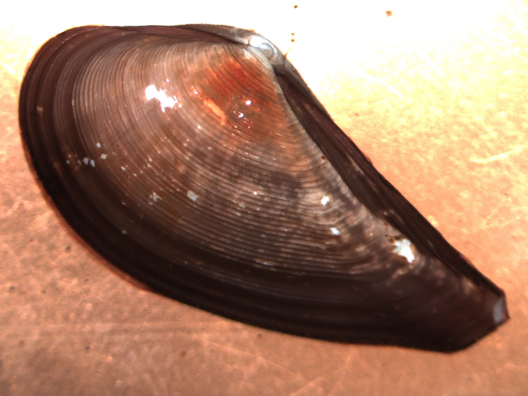 Nuculana pernula