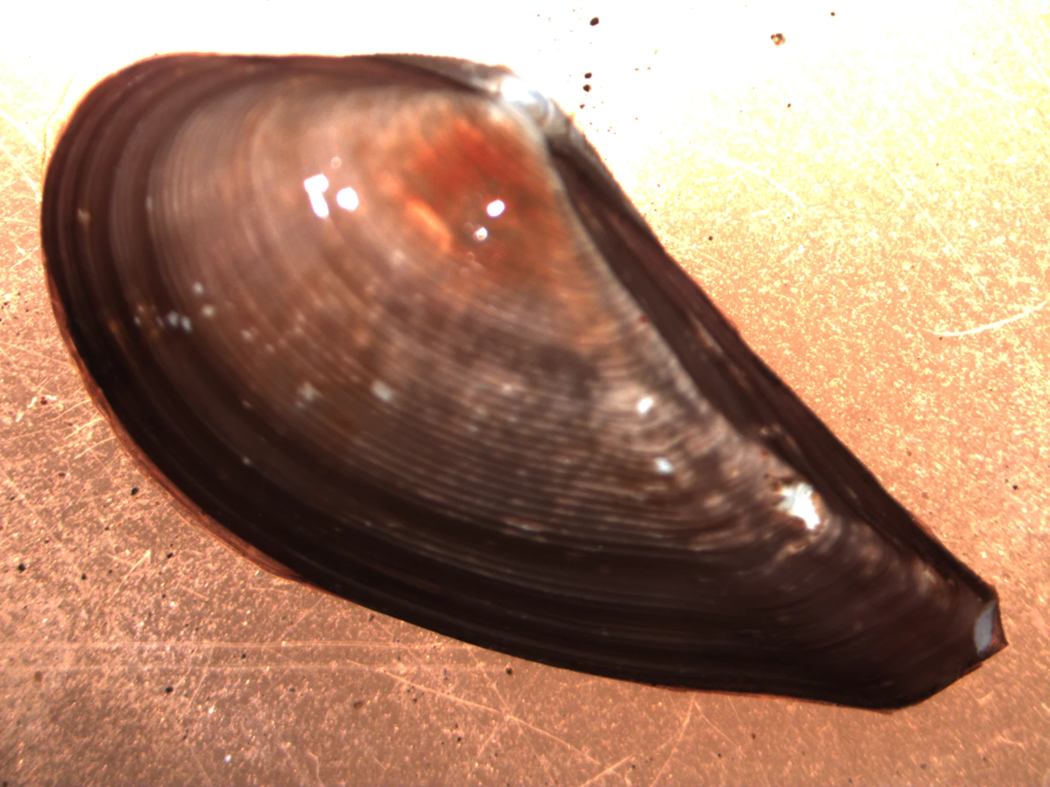 Nuculana pernula