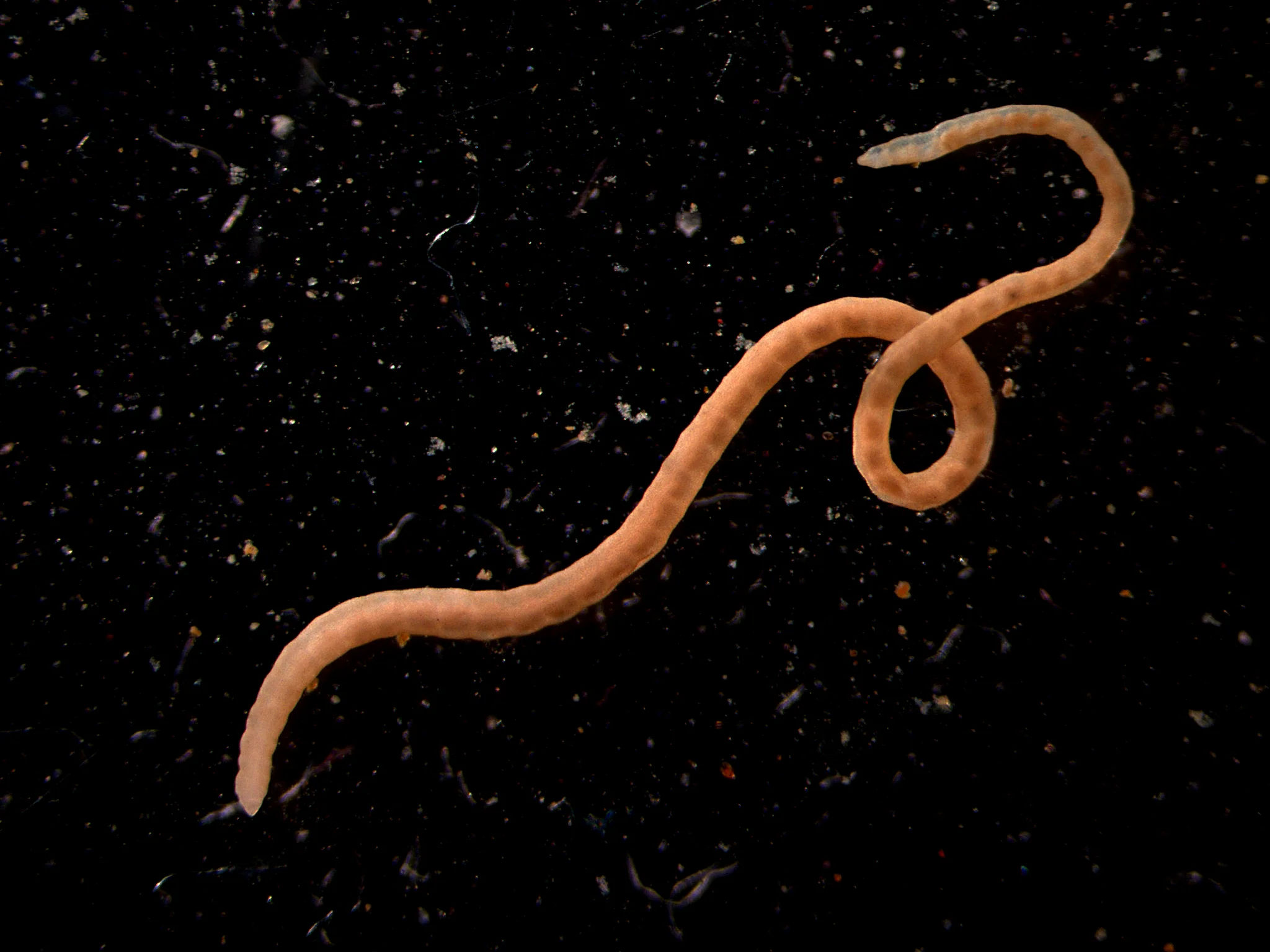 Oligochaeta