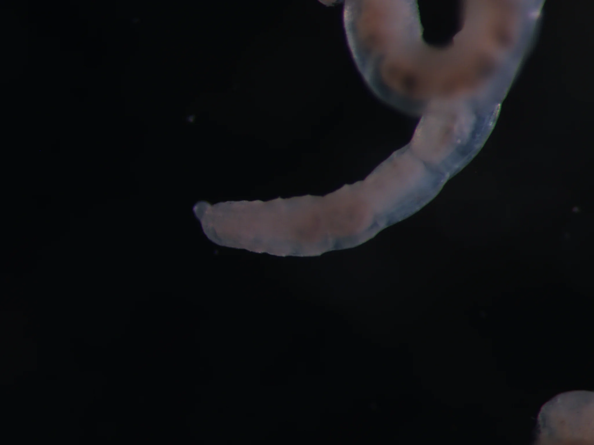 Oligochaeta