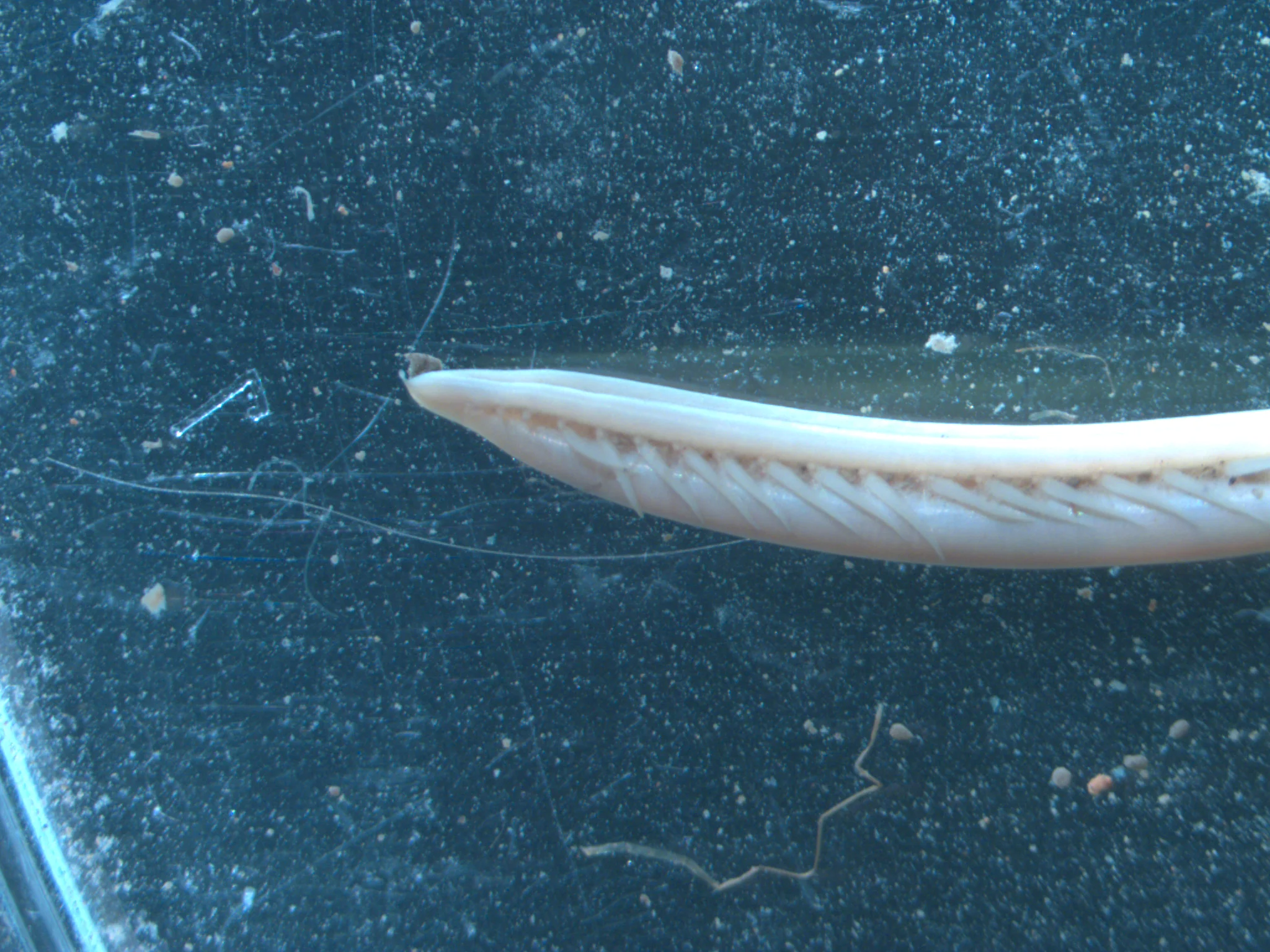 Ophelina acuminata