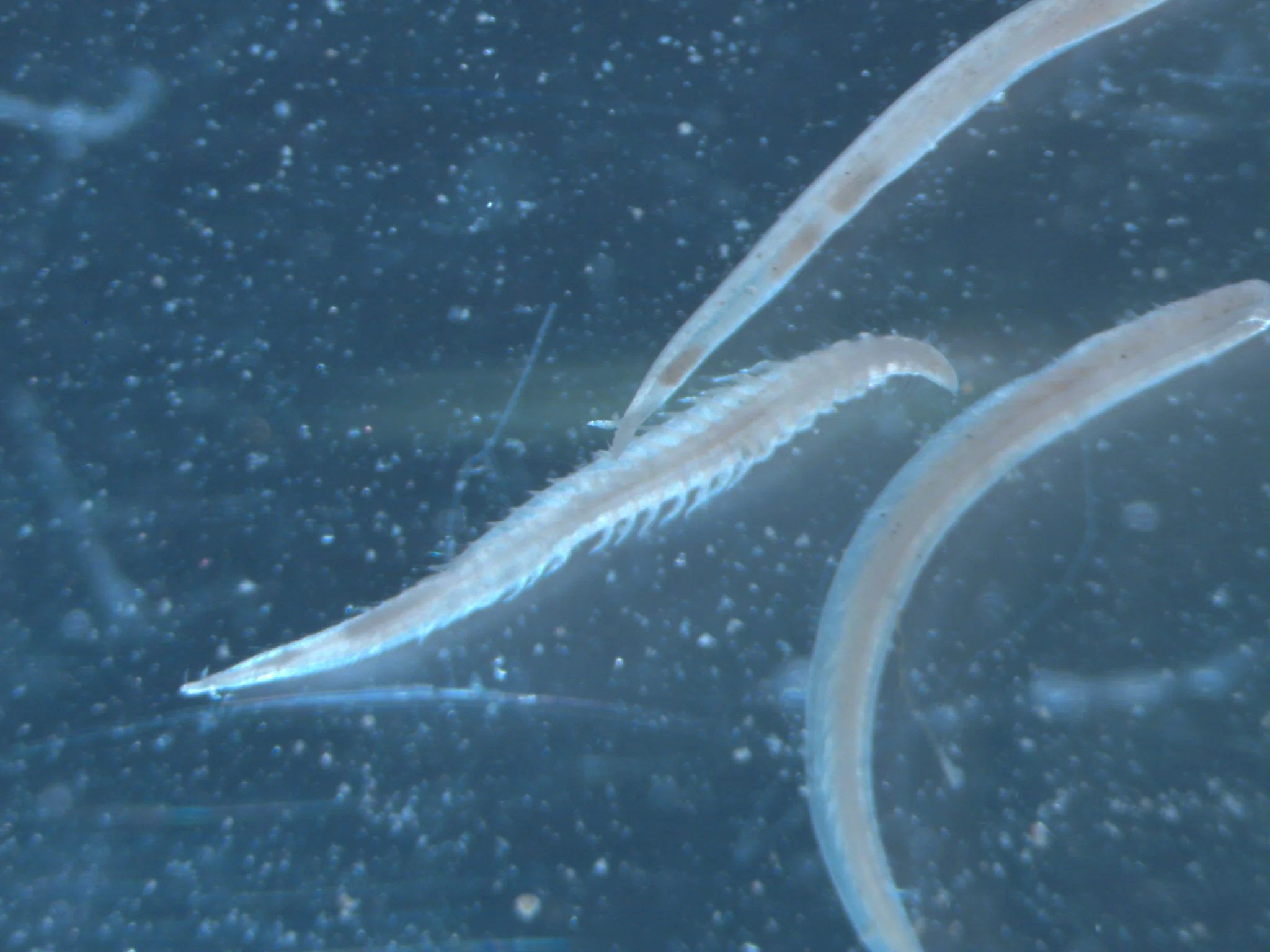 Ophelina acuminata