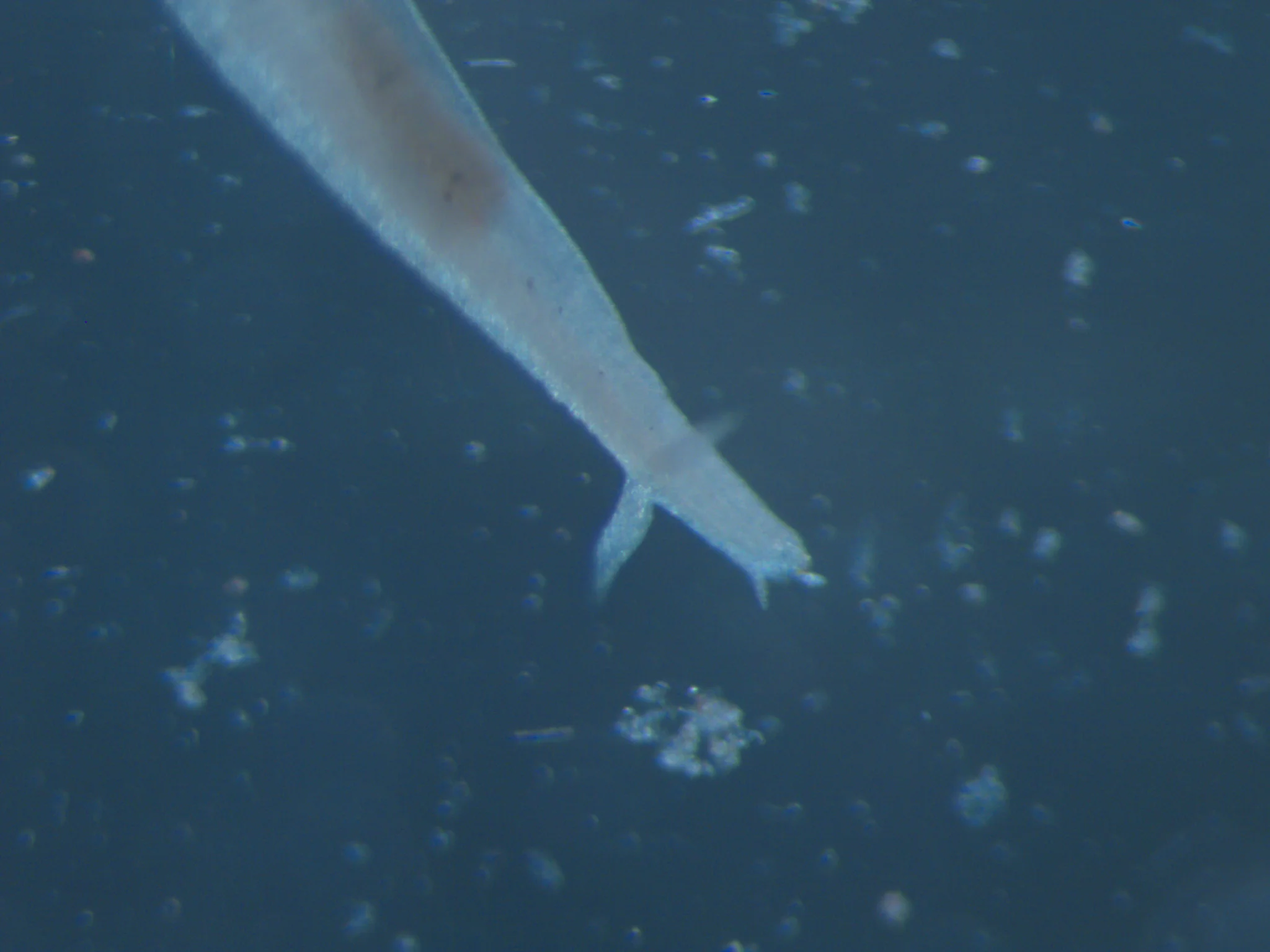 Ophelina acuminata
