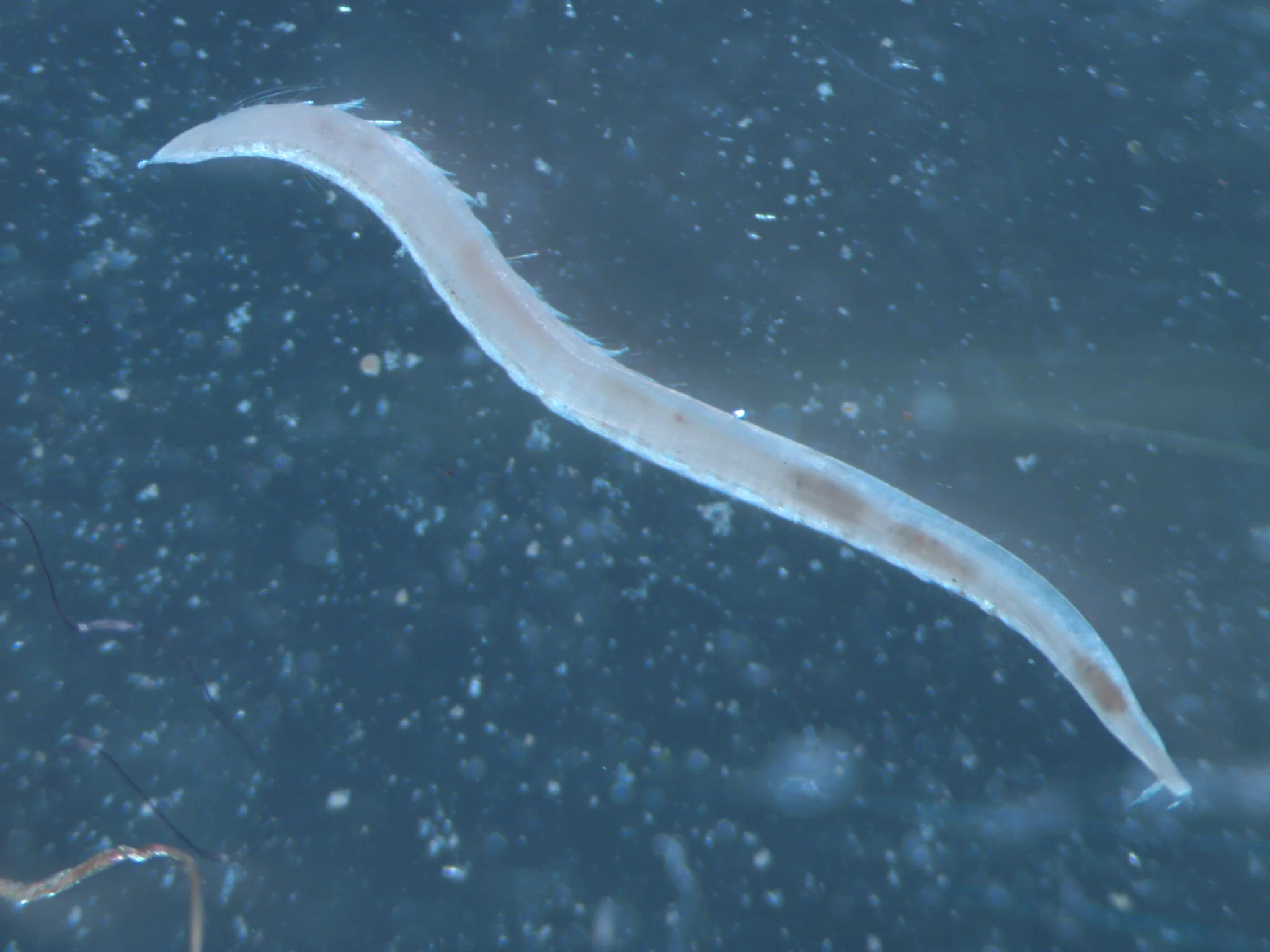 Ophelina acuminata