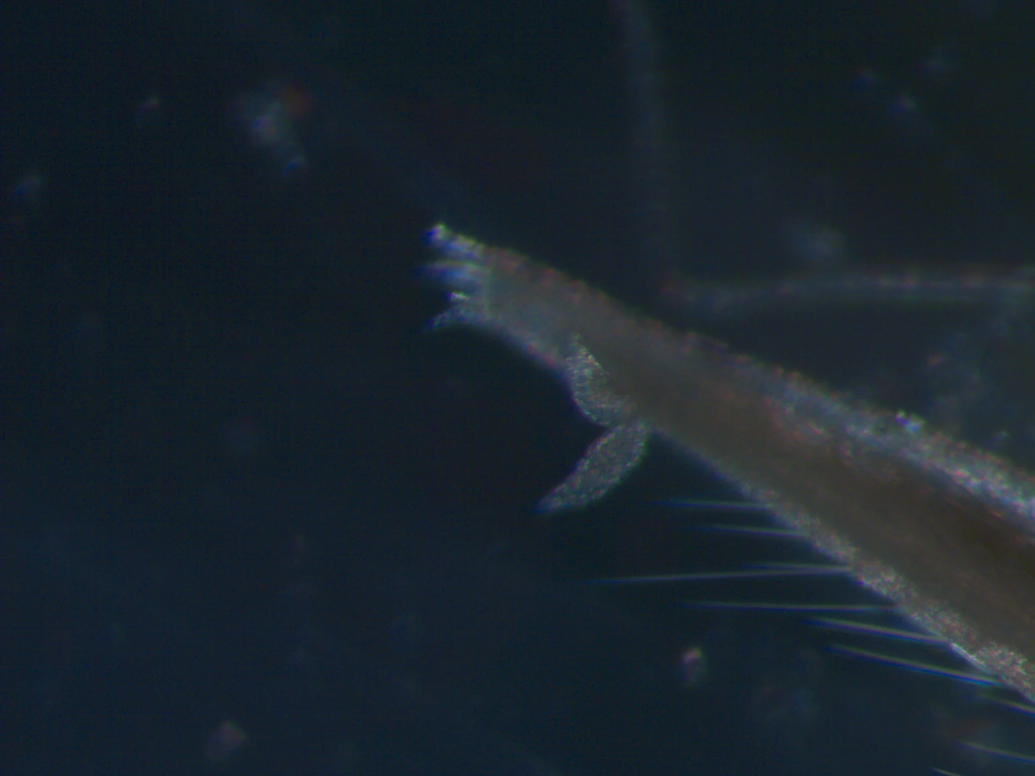 Ophelina acuminata