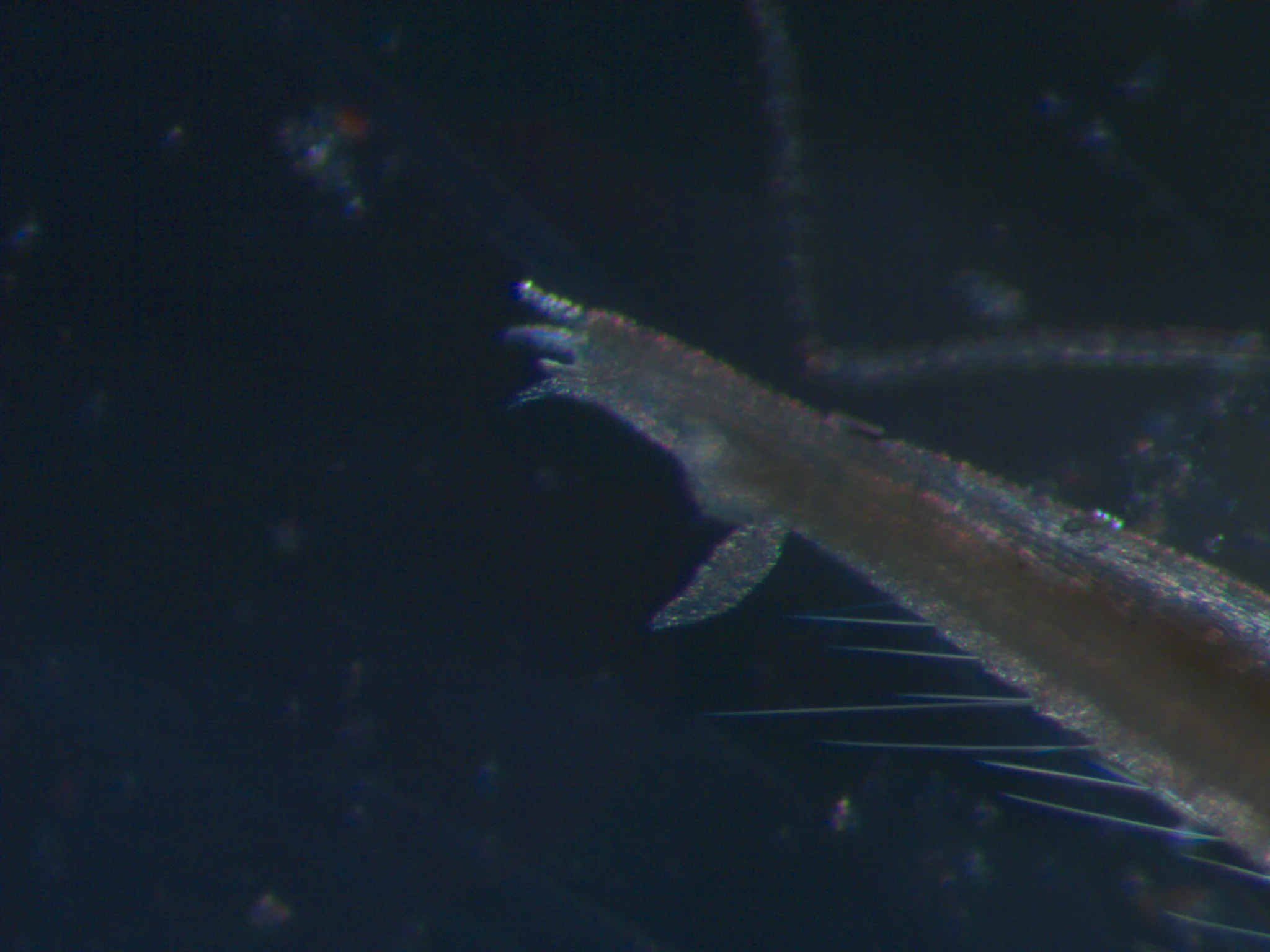 Ophelina acuminata