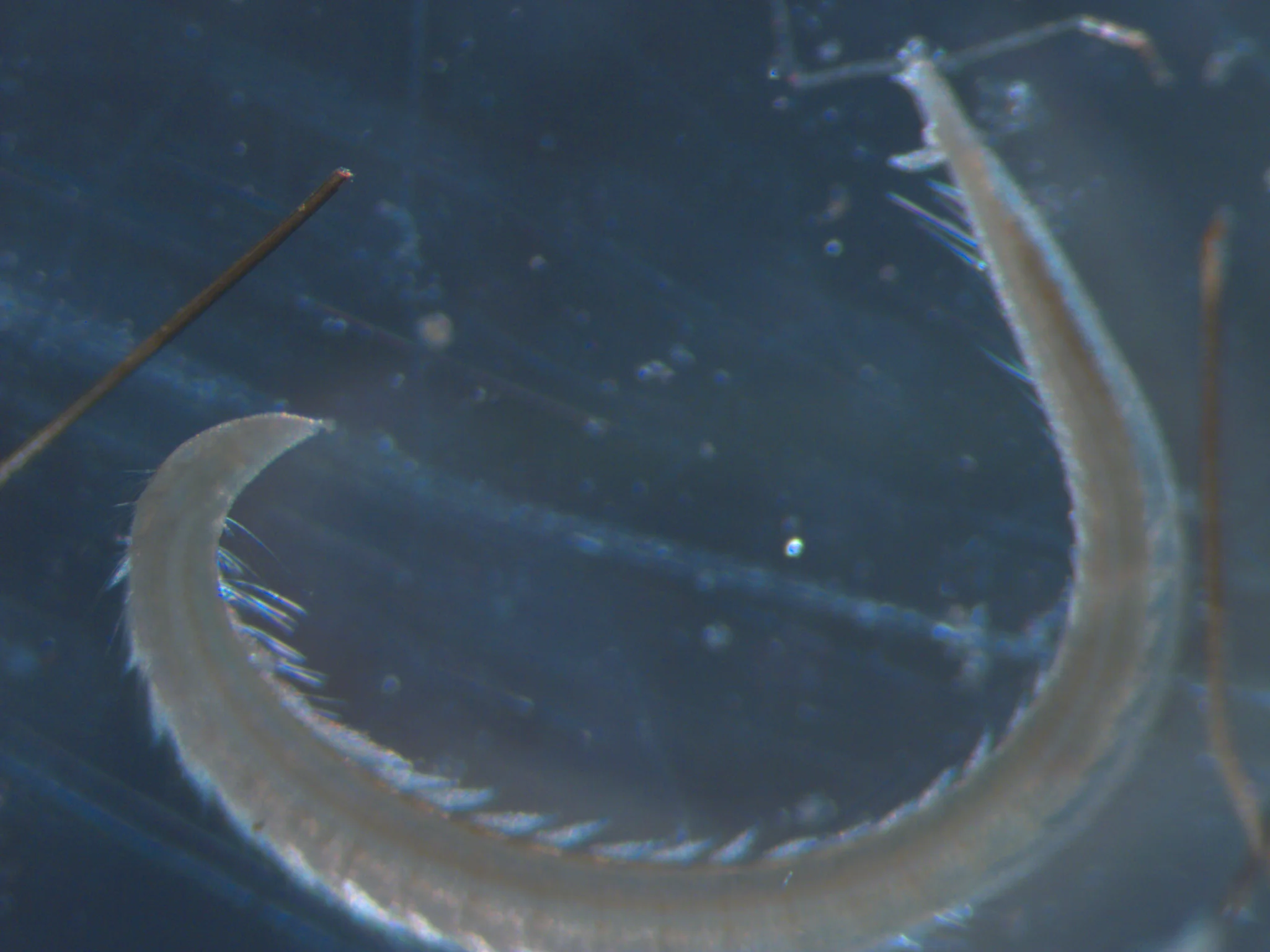Ophelina acuminata