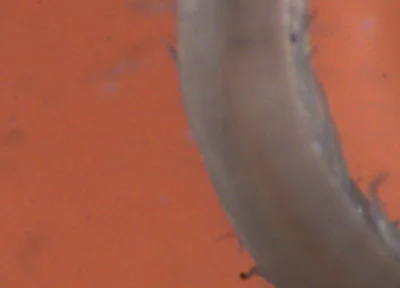 Ophelina acuminata