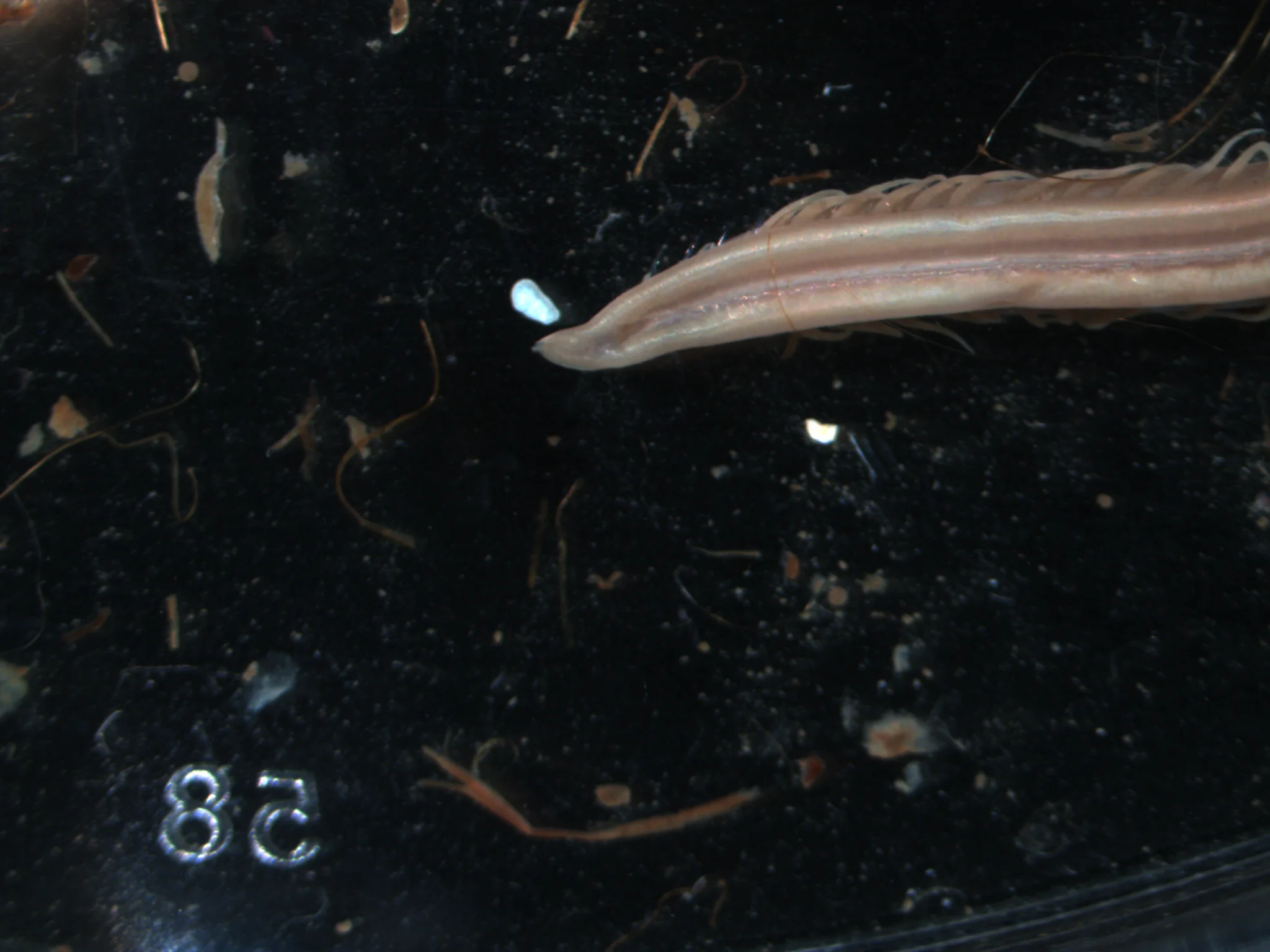 Ophelina acuminata
