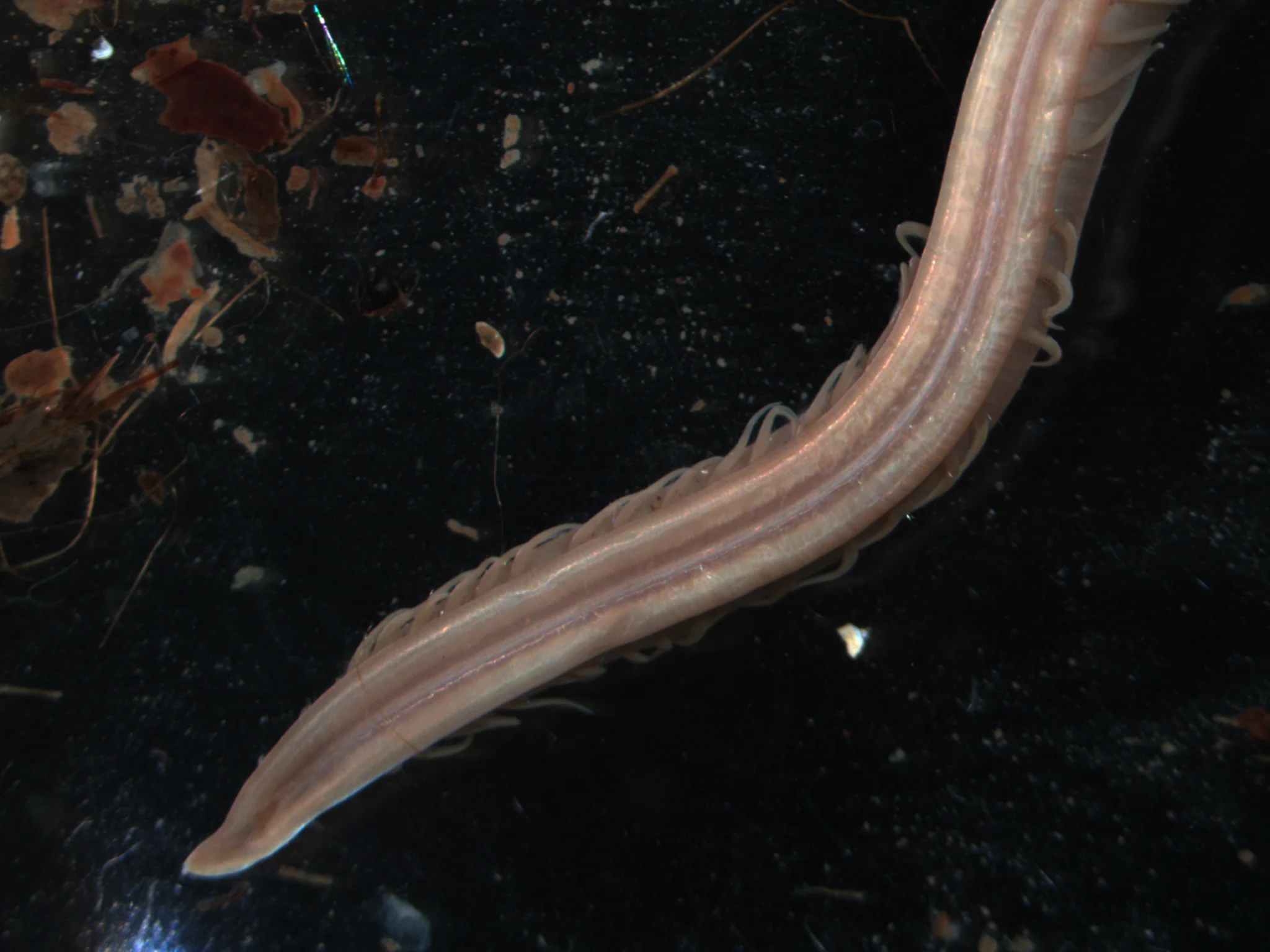 Ophelina acuminata