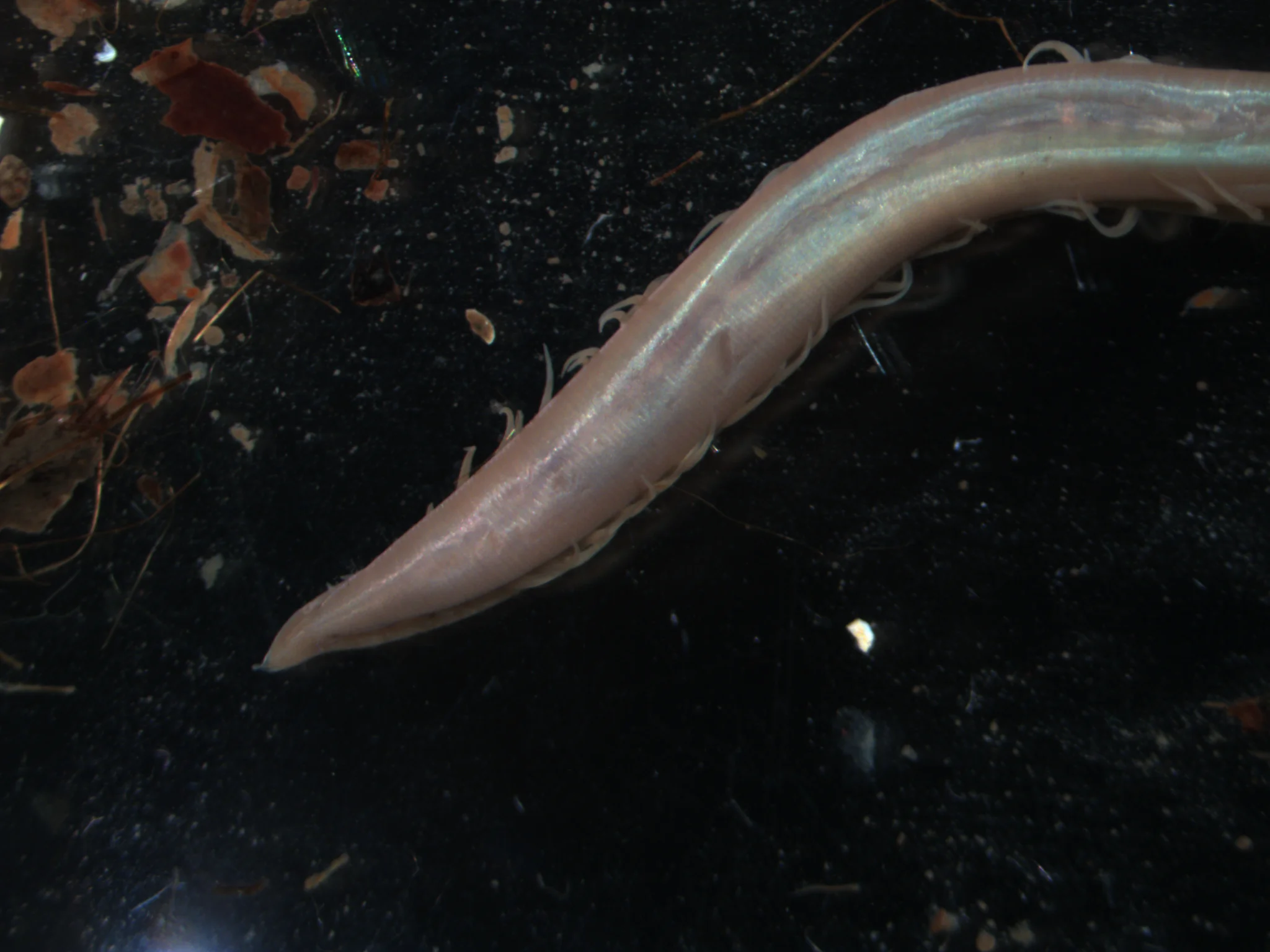 Ophelina acuminata