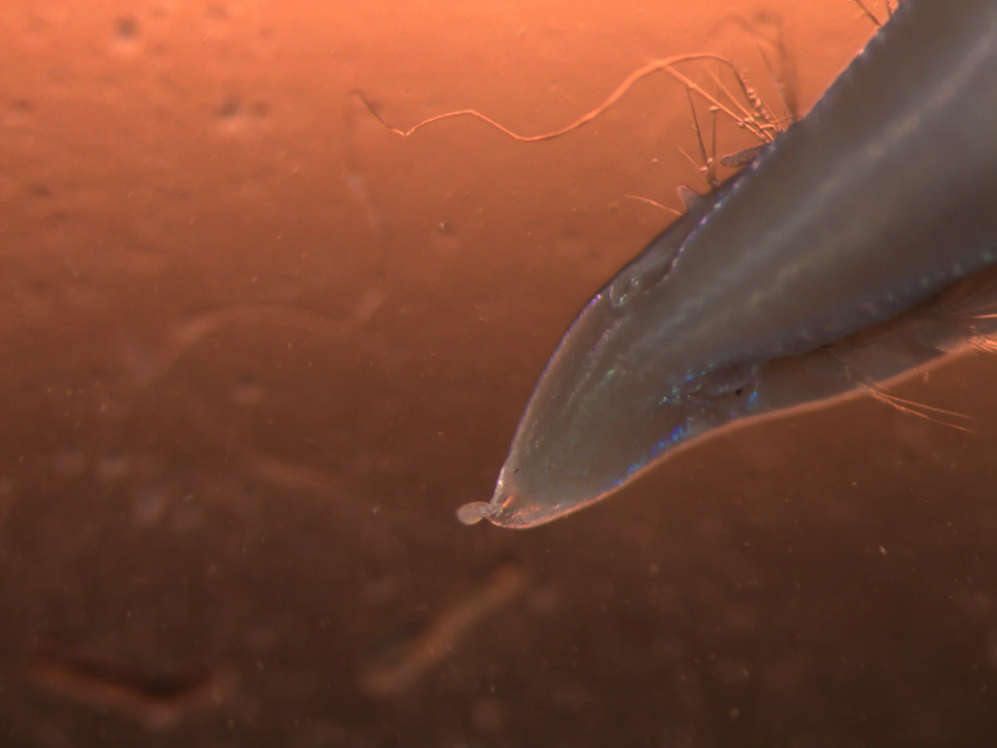 Ophelina acuminata