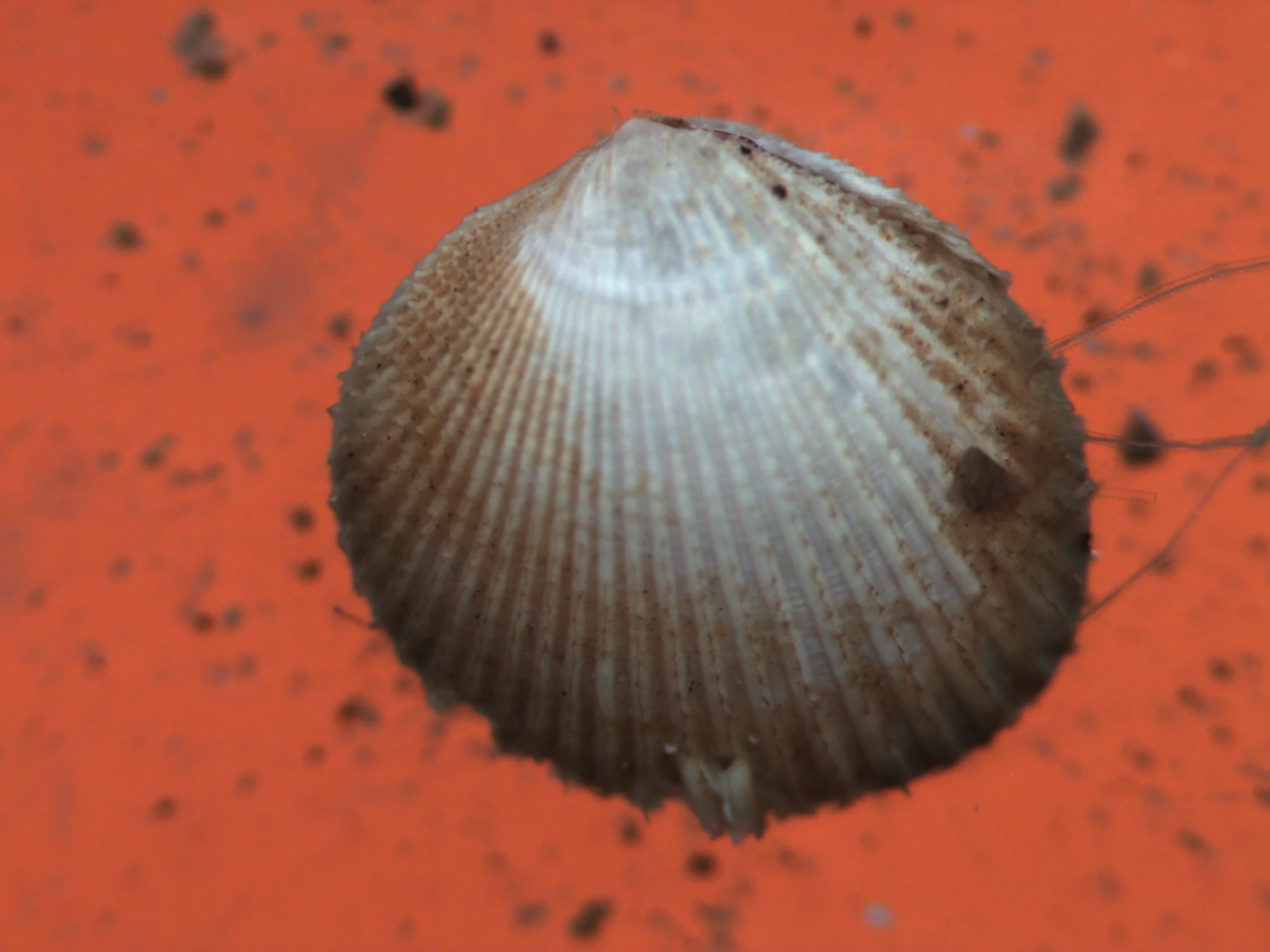 Parvicardium minimum